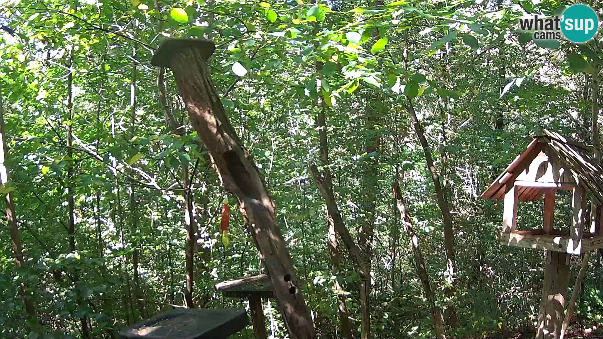 Vogelfutterhäuschen im ZOO webcam Ljubljana