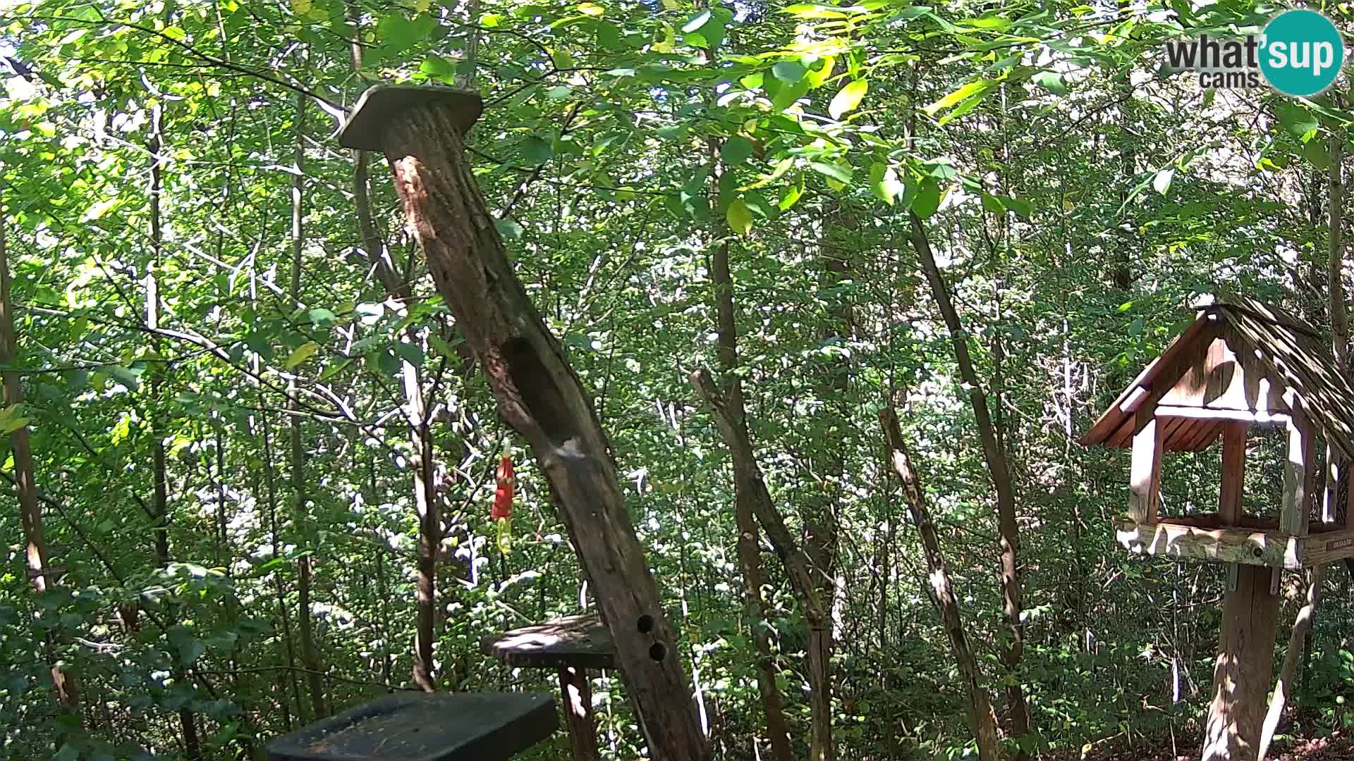 Hranilice za ptice u ZOO web kamera Ljubljana