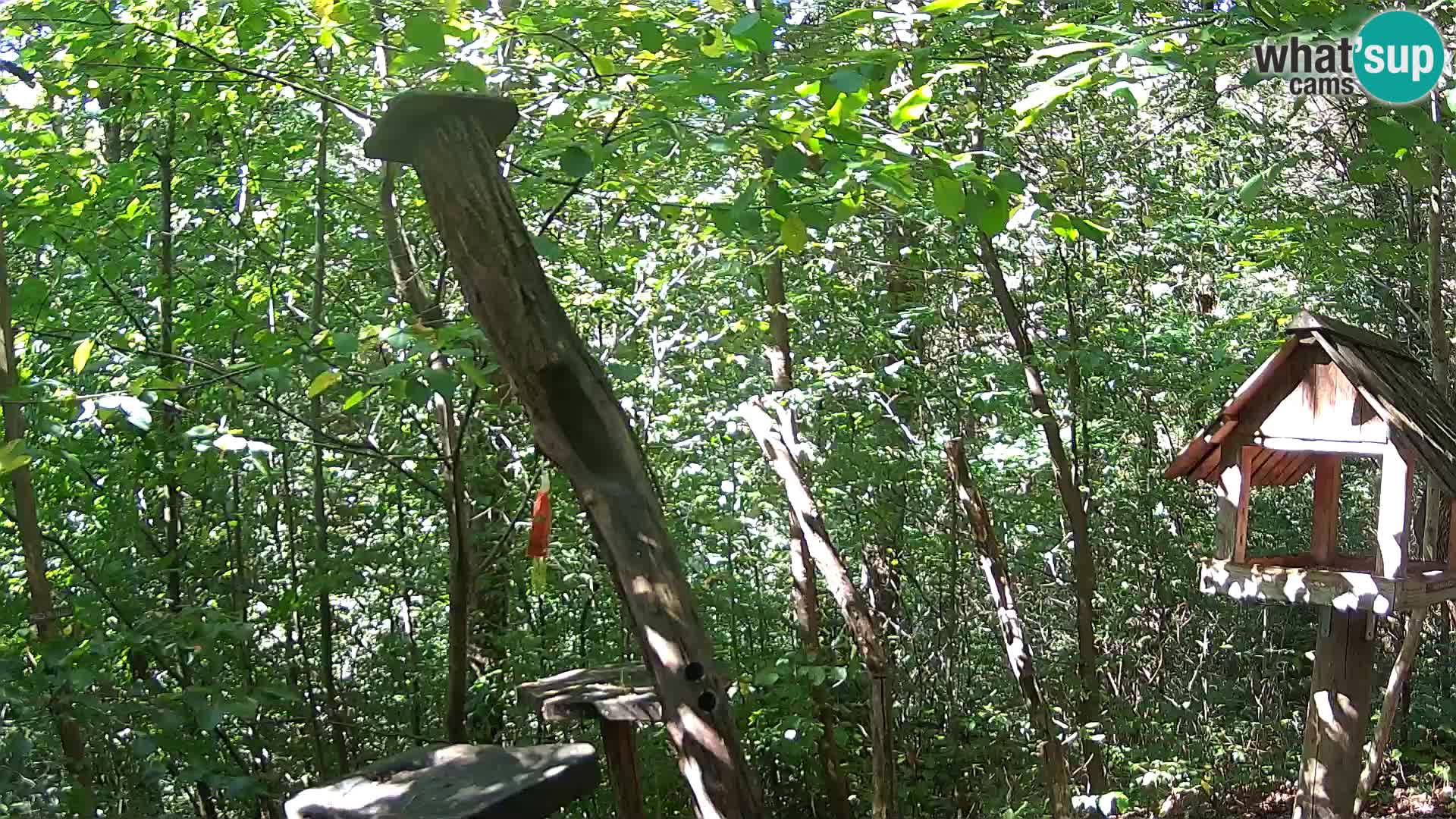 Vogelfutterhäuschen im ZOO webcam Ljubljana