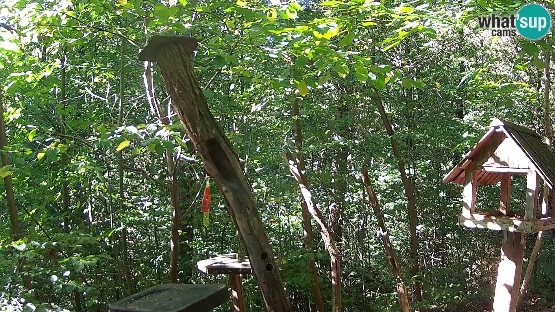 Krmilnice za ptiče v ZOO Ljubljana spletna kamera