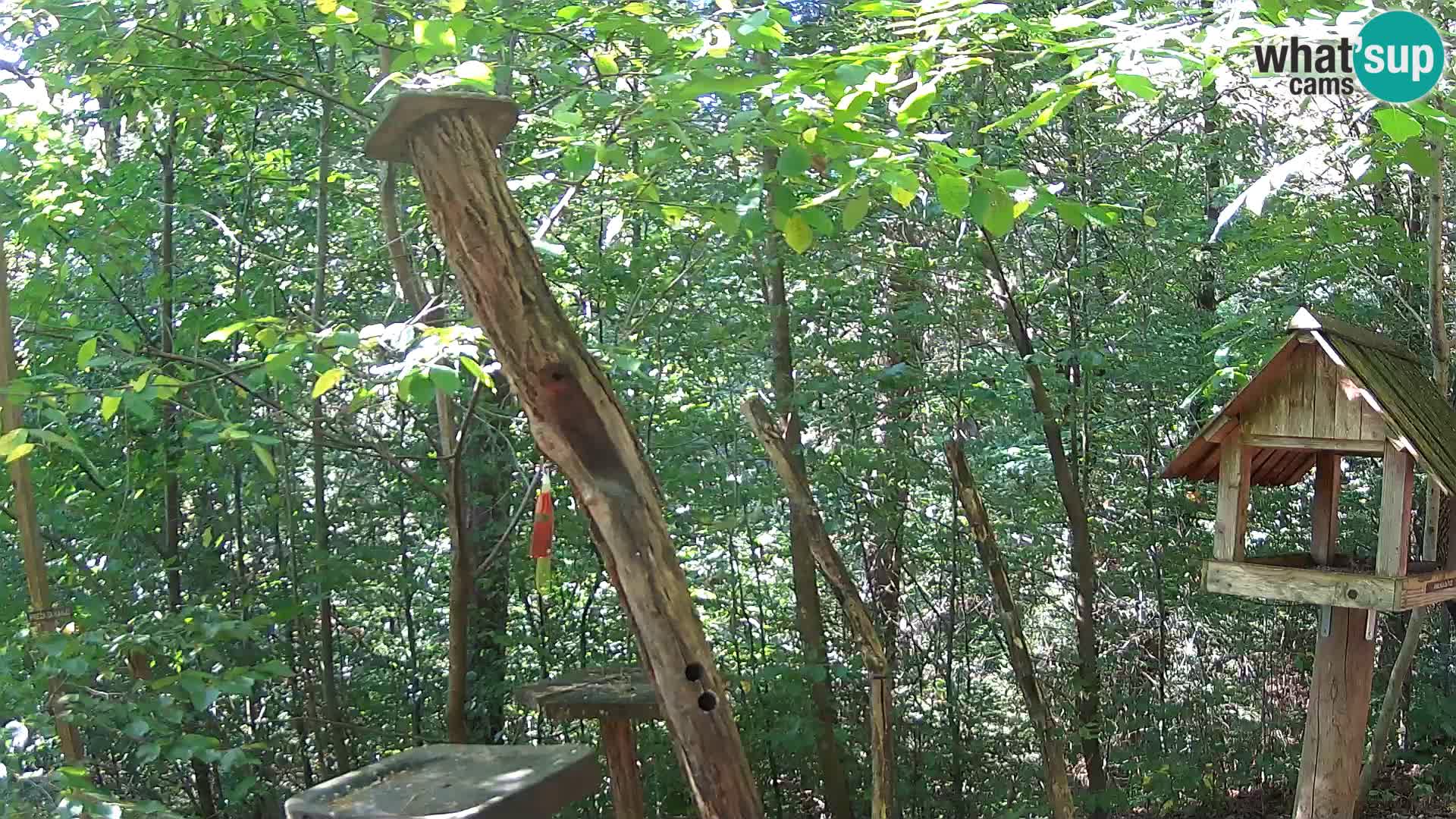 Hranilice za ptice u ZOO web kamera Ljubljana