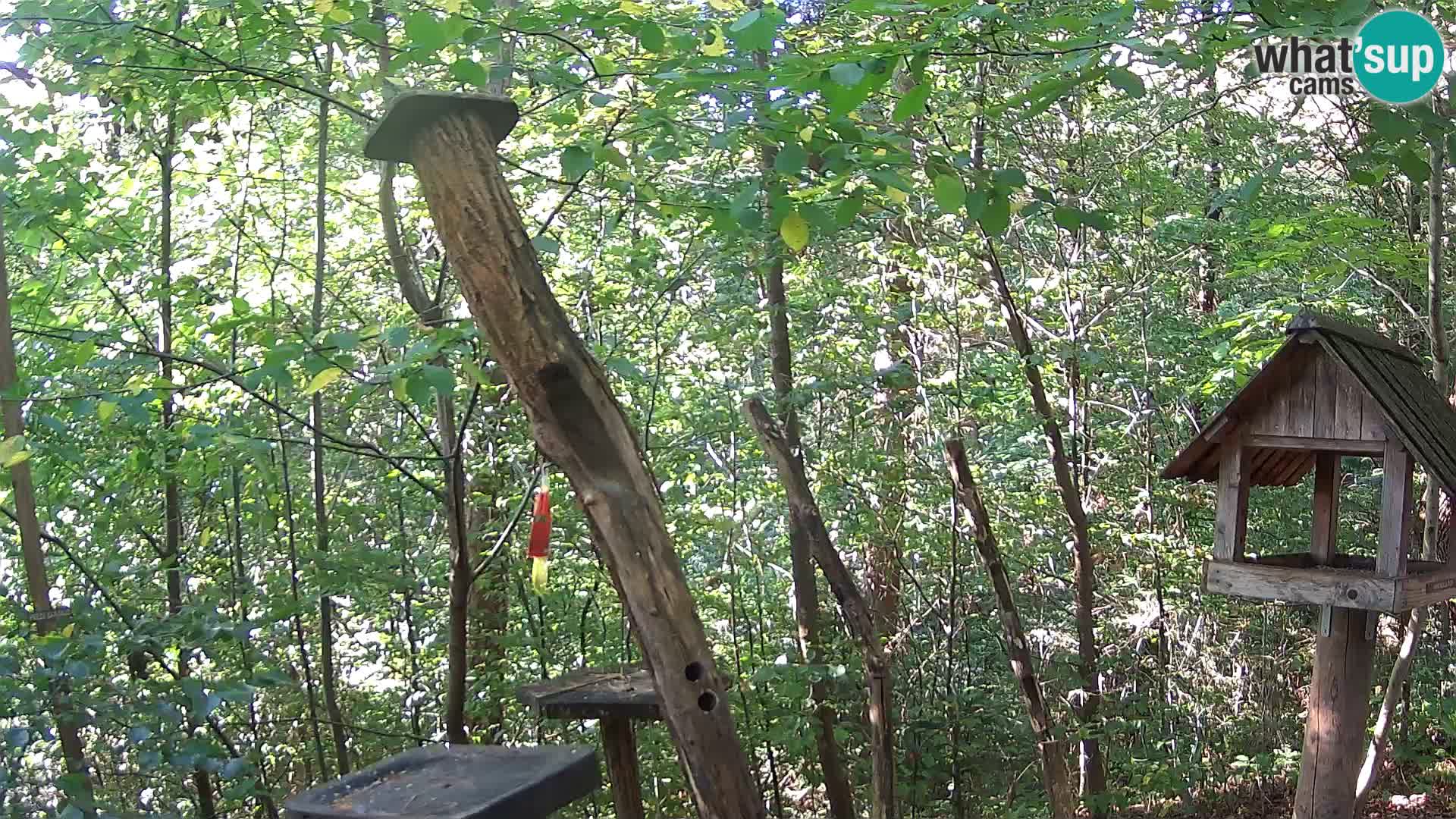 Mangeoires pour oiseaux au ZOO live webcam Ljubljana