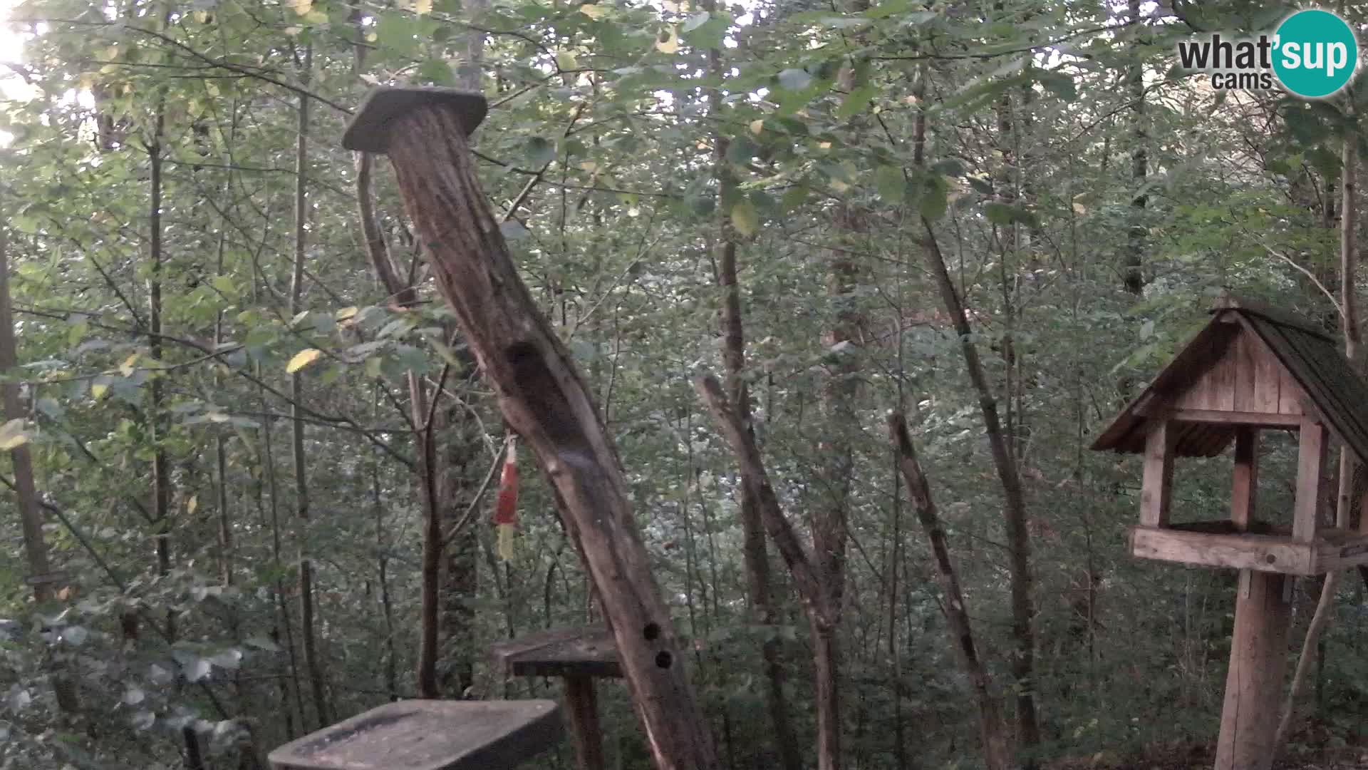 Hranilice za ptice u ZOO web kamera Ljubljana