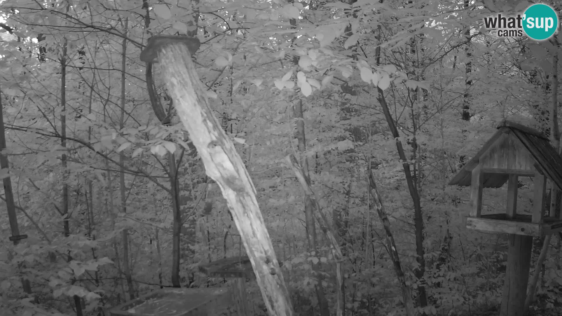 Vogelfutterhäuschen im ZOO webcam Ljubljana