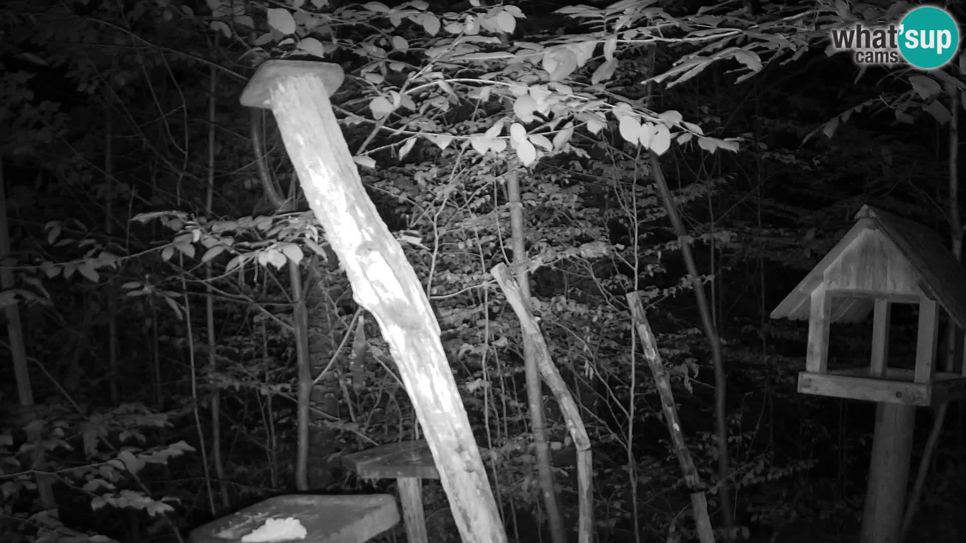 Mangeoires pour oiseaux au ZOO live webcam Ljubljana