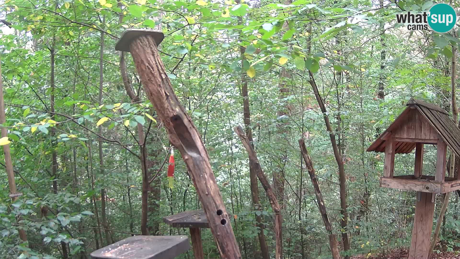Comederos para pájaros en ZOO Ljubljana camera en vivo