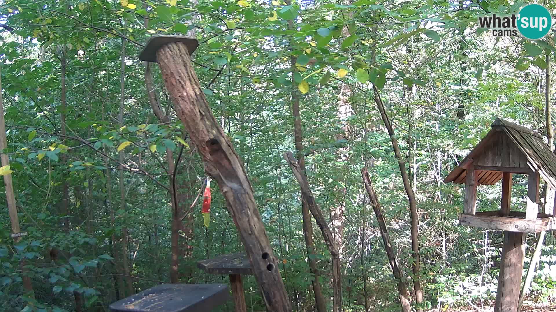 Comederos para pájaros en ZOO Ljubljana camera en vivo