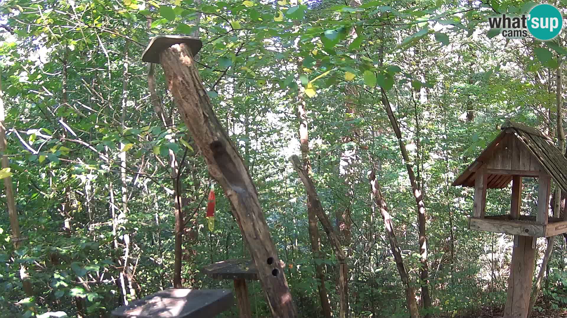 Bird feeders at ZOO Ljubljana webcam