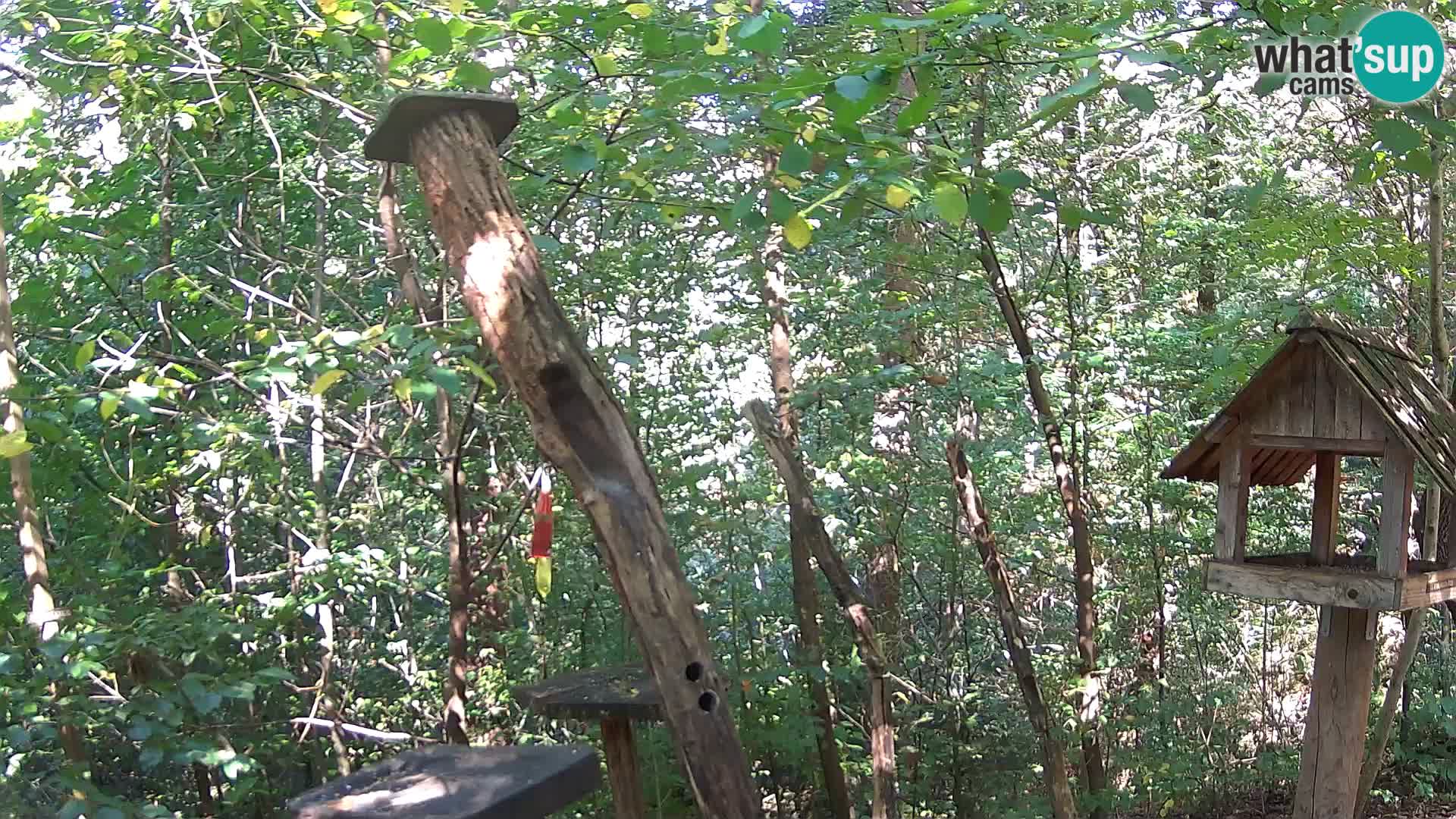 Vogelfutterhäuschen im ZOO webcam Ljubljana