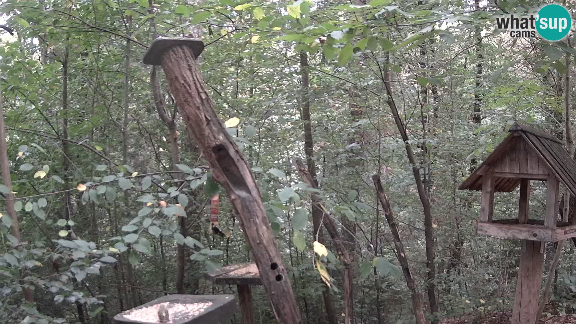 Hranilice za ptice u ZOO web kamera Ljubljana