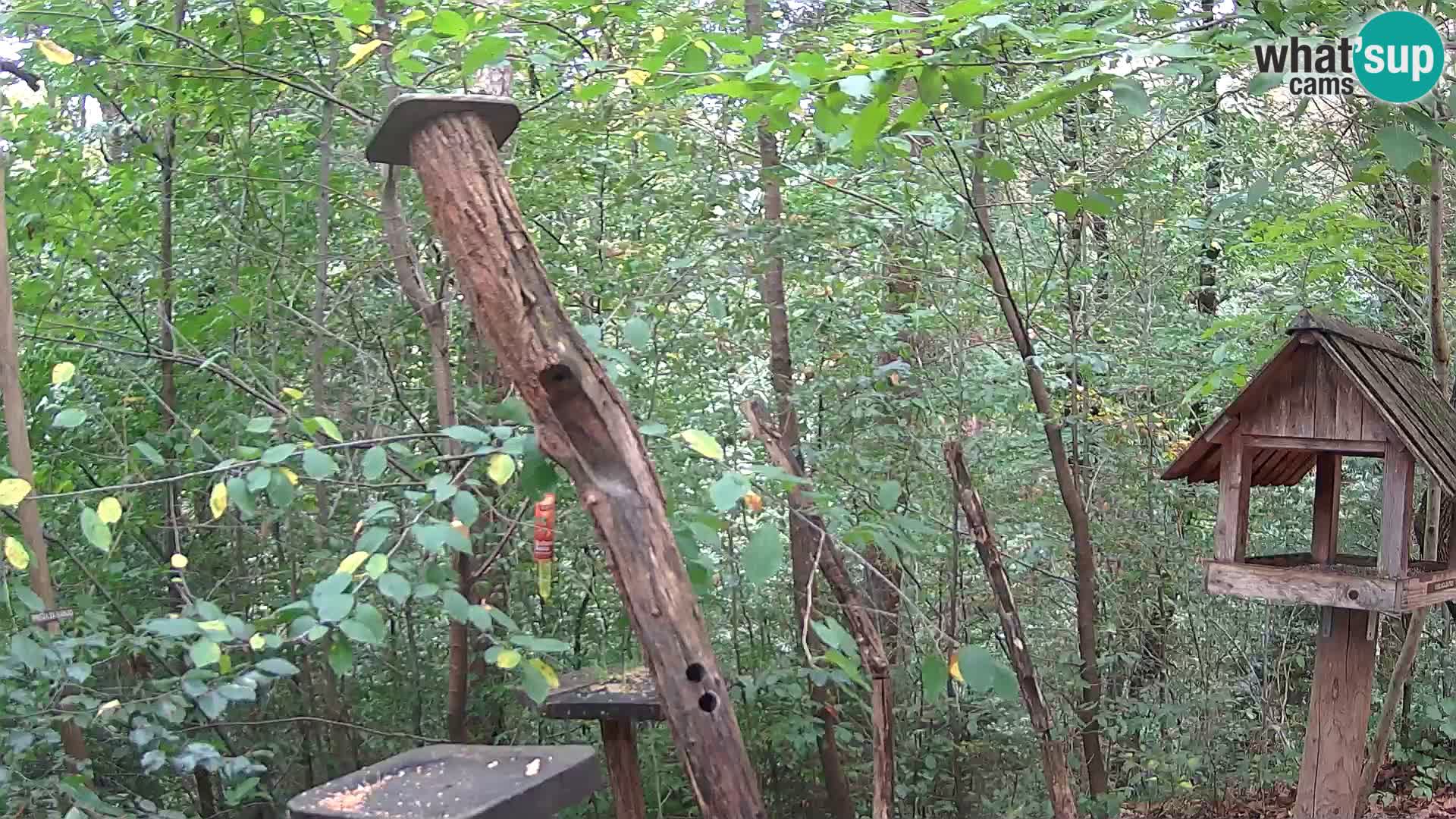 Bird feeders at ZOO Ljubljana webcam