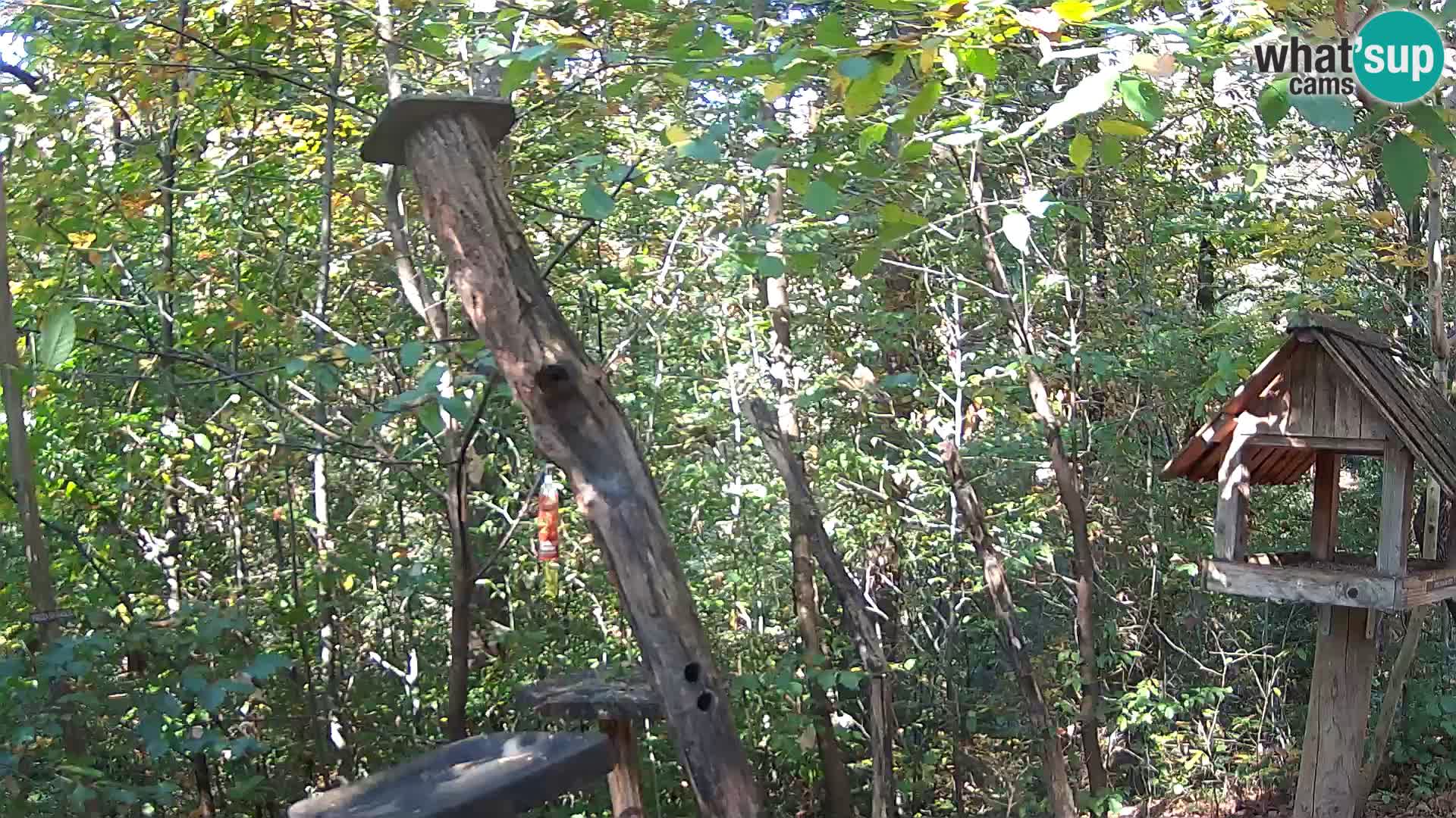 Comederos para pájaros en ZOO Ljubljana camera en vivo