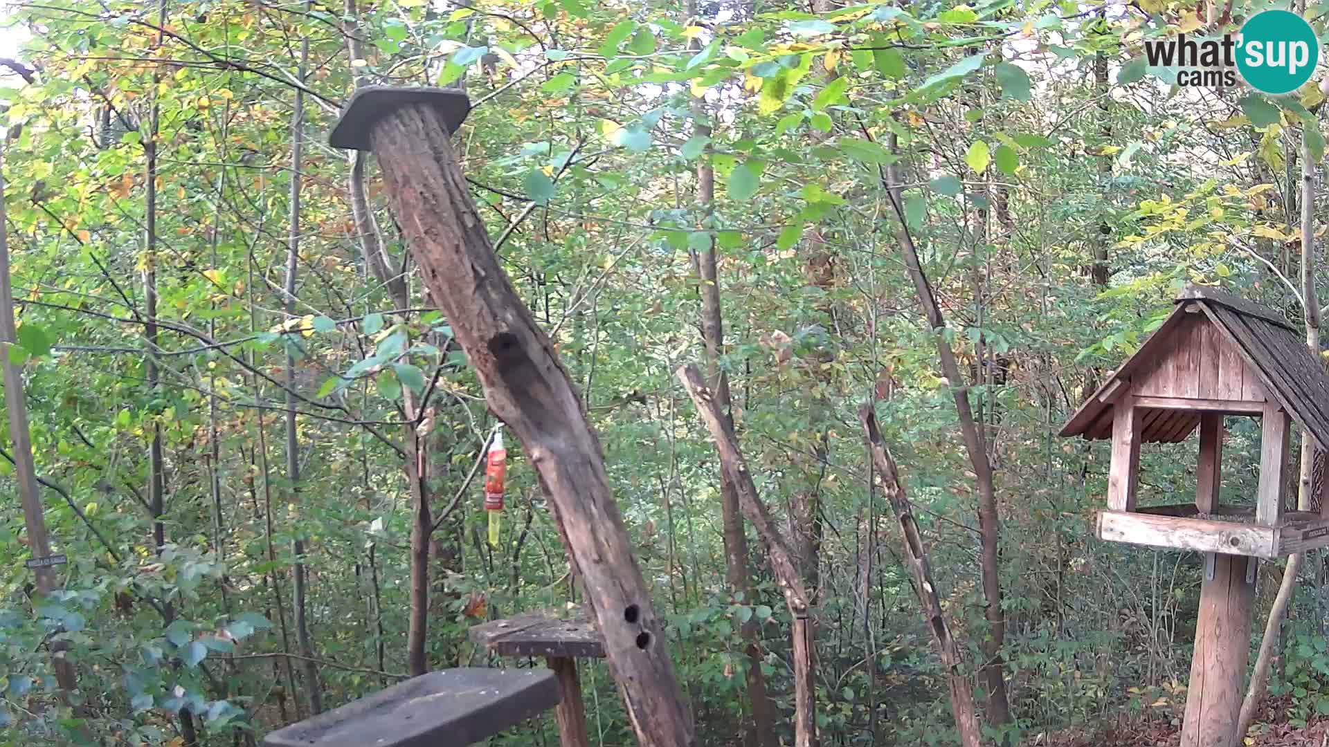 Mangiatoie per uccelli allo ZOO di Lubiana livecam