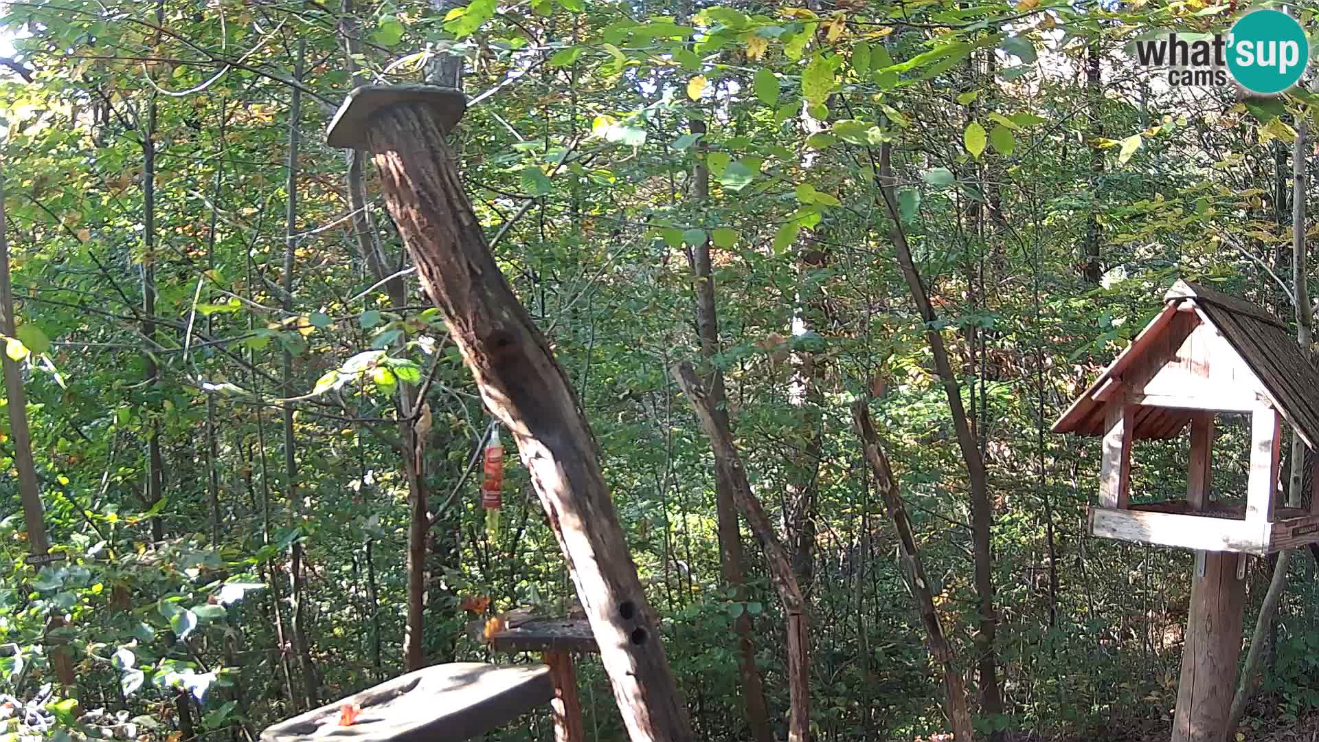Bird feeders at ZOO Ljubljana webcam
