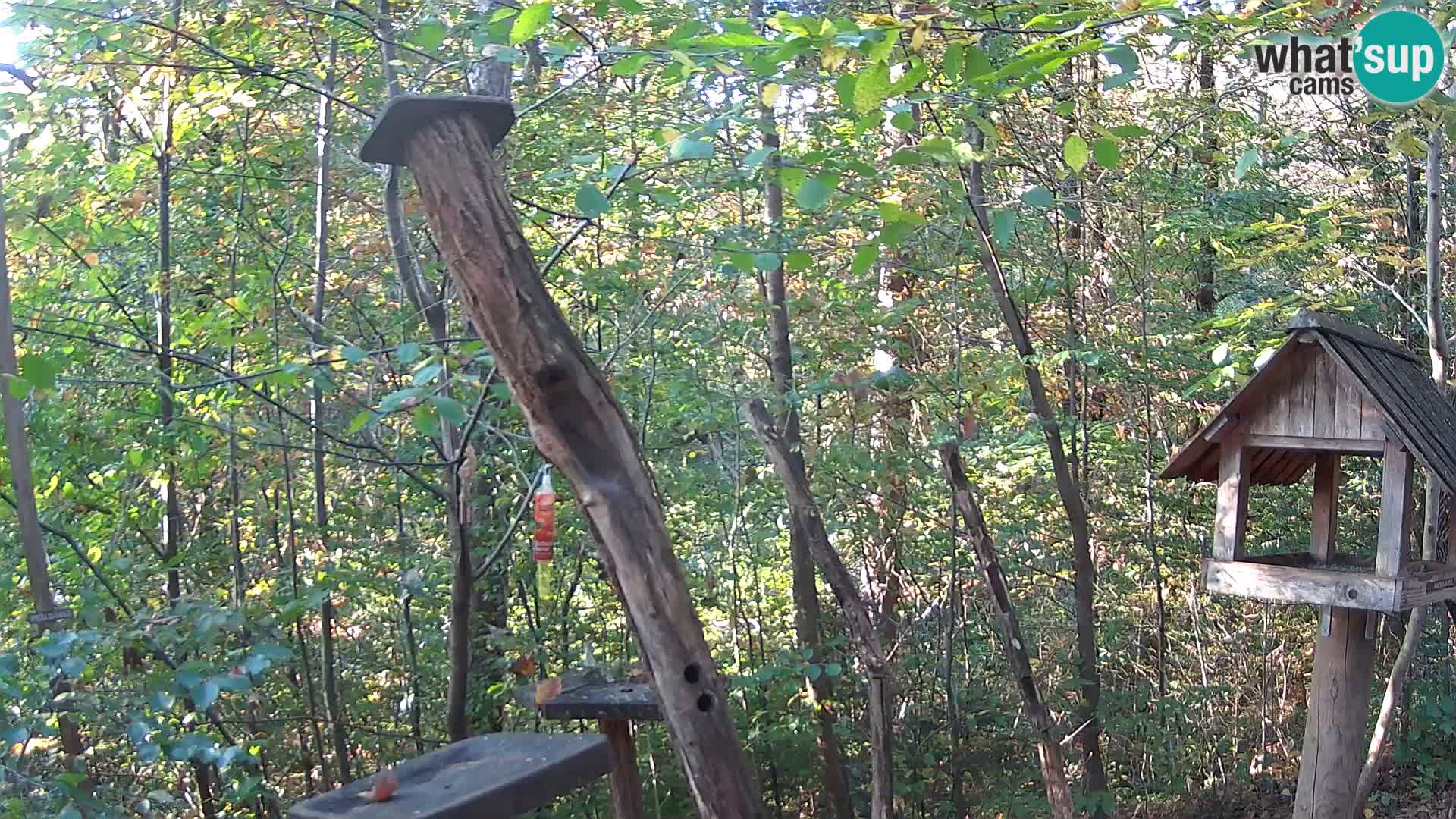 Hranilice za ptice u ZOO web kamera Ljubljana