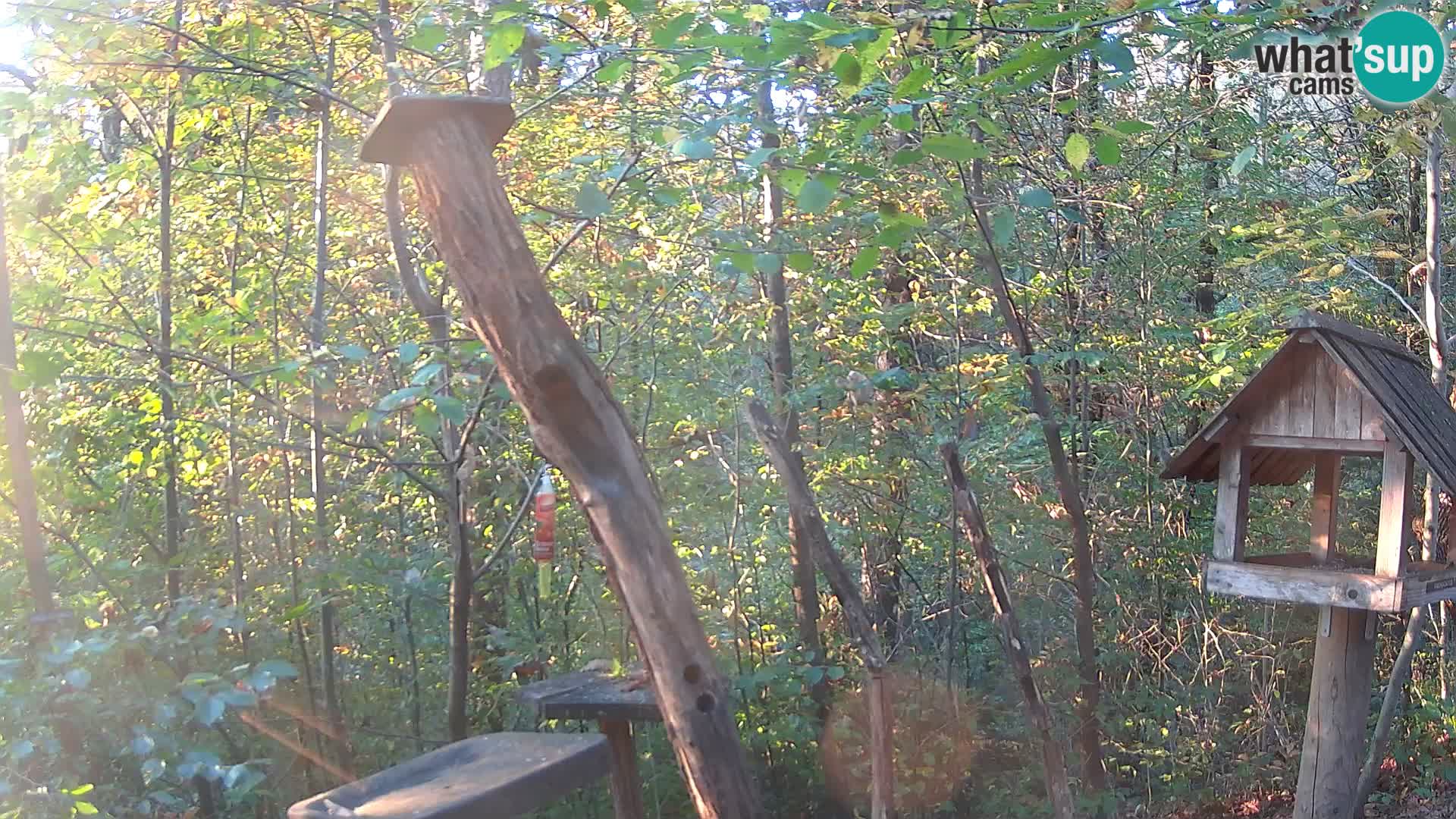 Mangiatoie per uccelli allo ZOO di Lubiana livecam