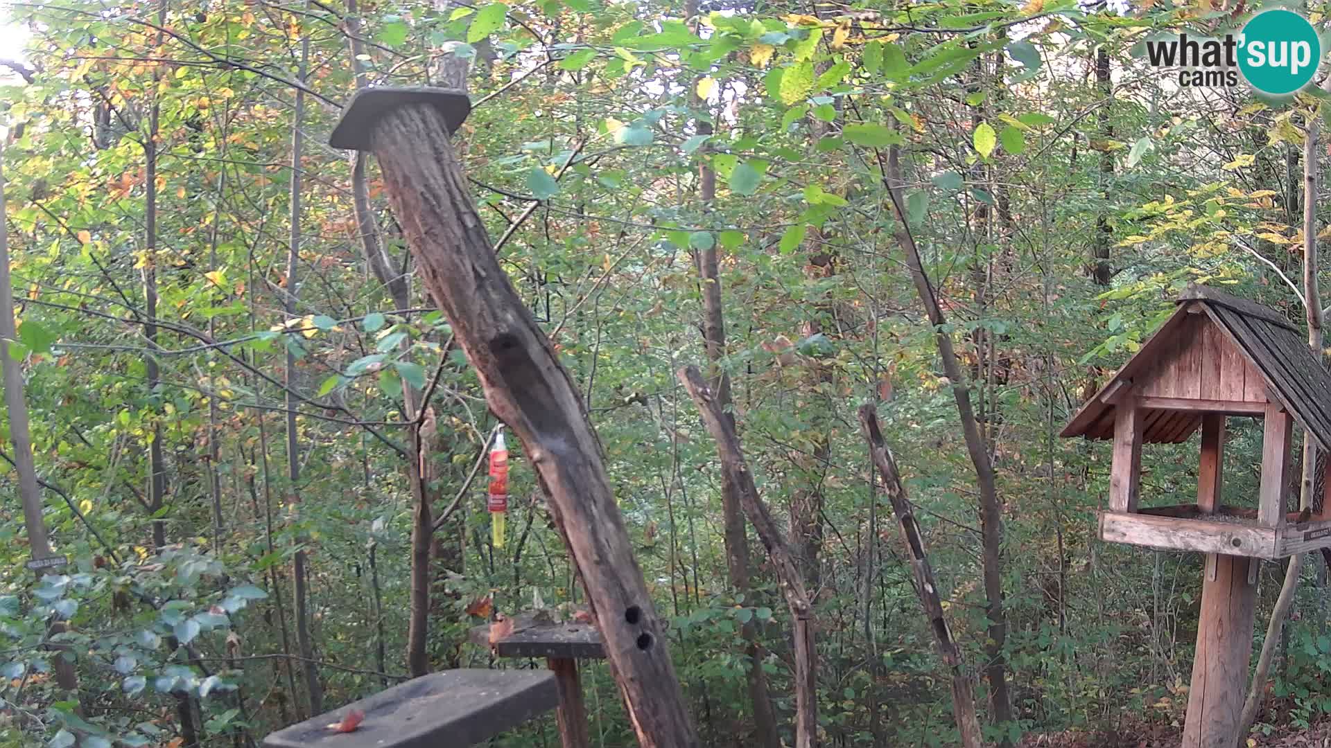 Comederos para pájaros en ZOO Ljubljana camera en vivo
