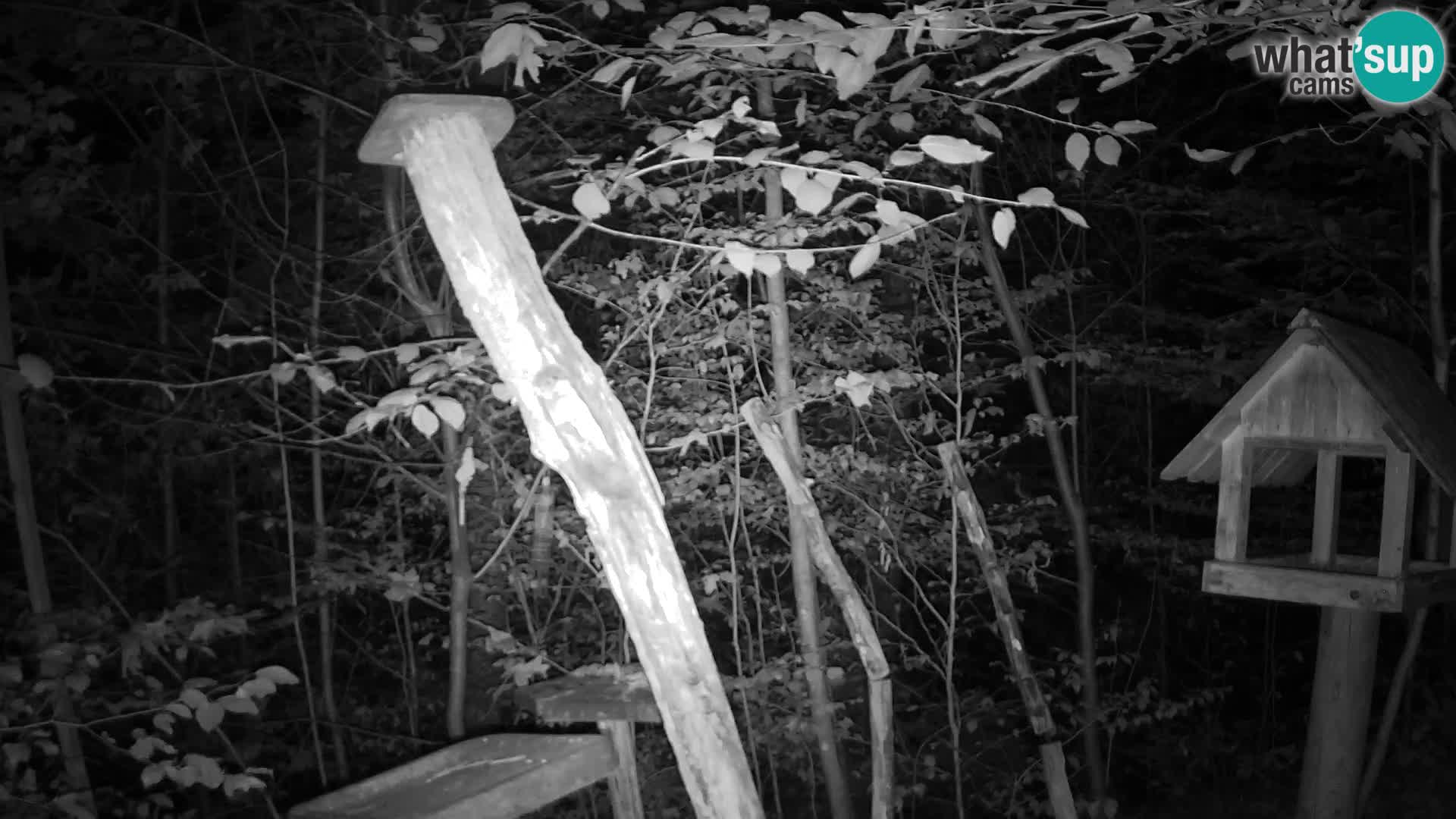 Bird feeders at ZOO Ljubljana webcam