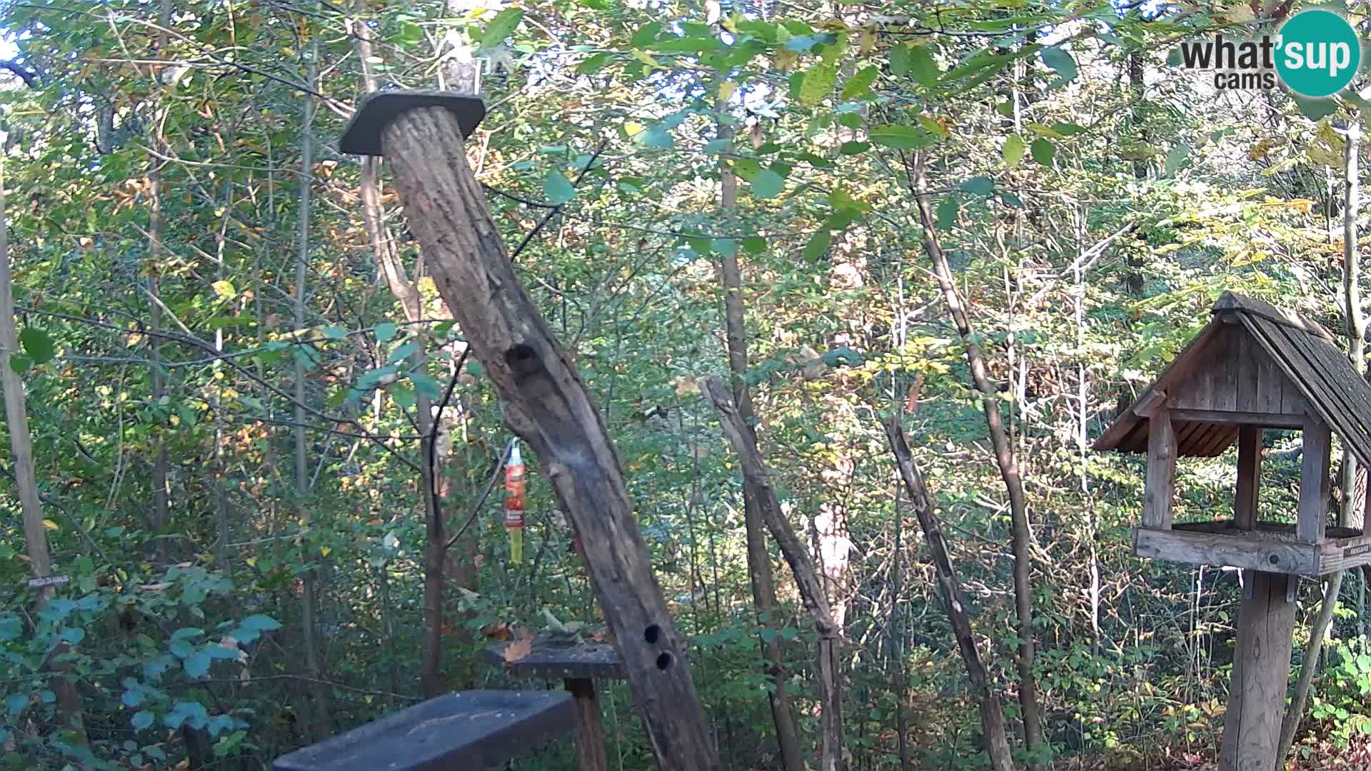 Comederos para pájaros en ZOO Ljubljana camera en vivo