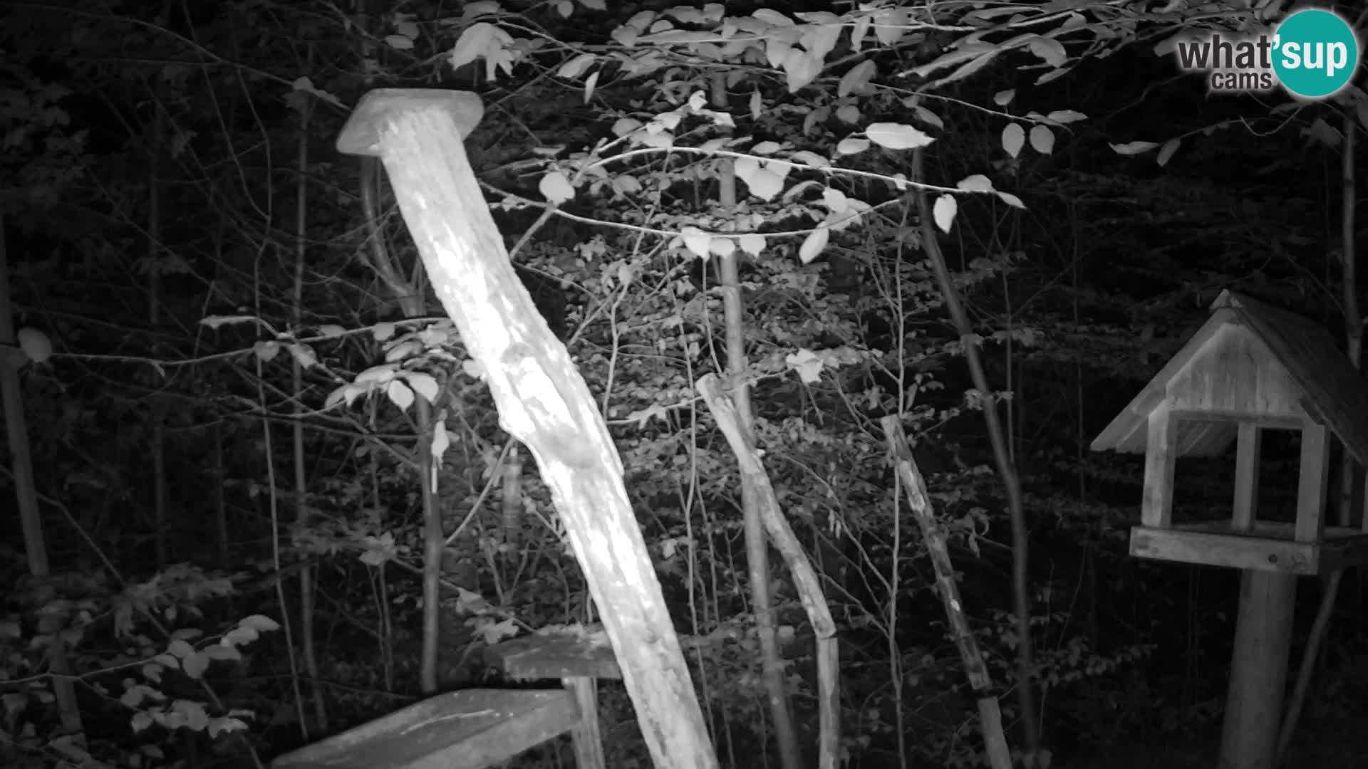 Bird feeders at ZOO Ljubljana webcam