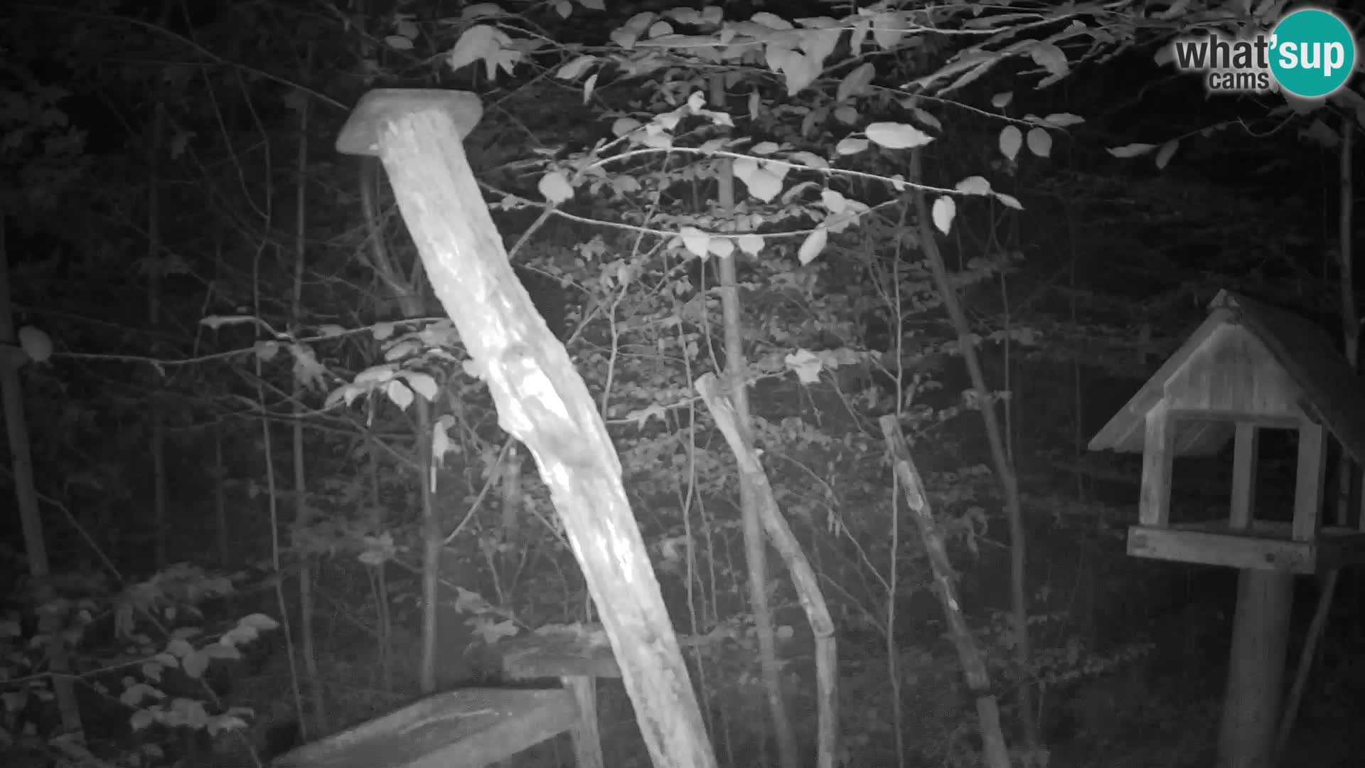 Mangiatoie per uccelli allo ZOO di Lubiana livecam