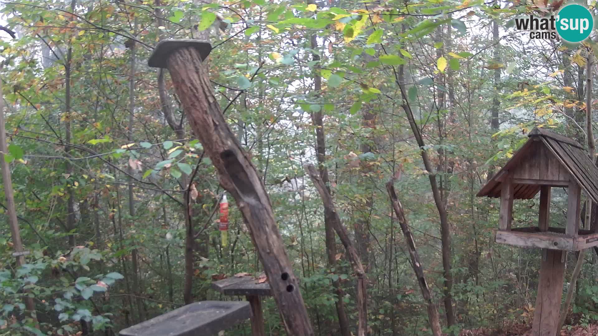 Hranilice za ptice u ZOO web kamera Ljubljana