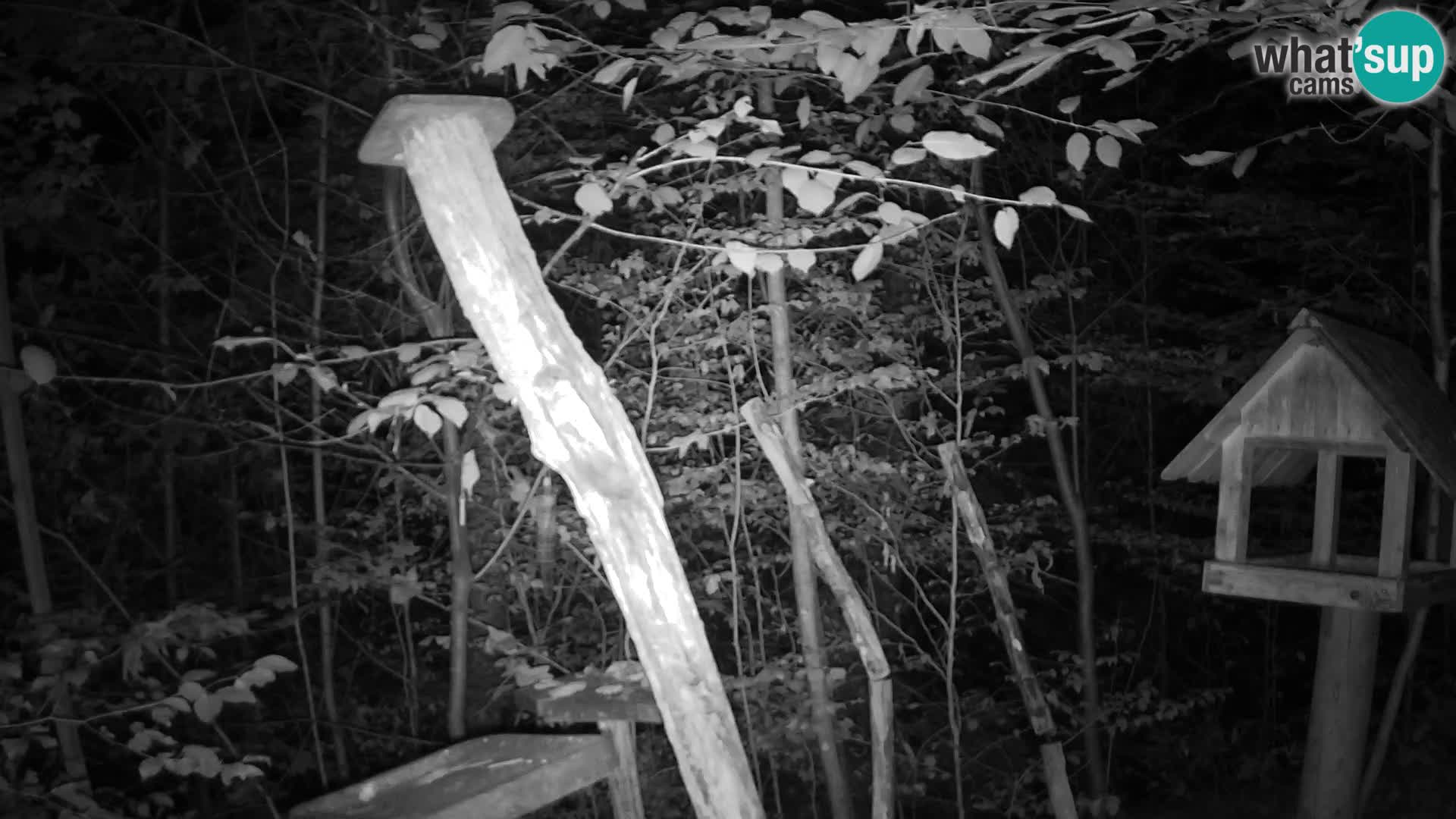 Mangiatoie per uccelli allo ZOO di Lubiana livecam