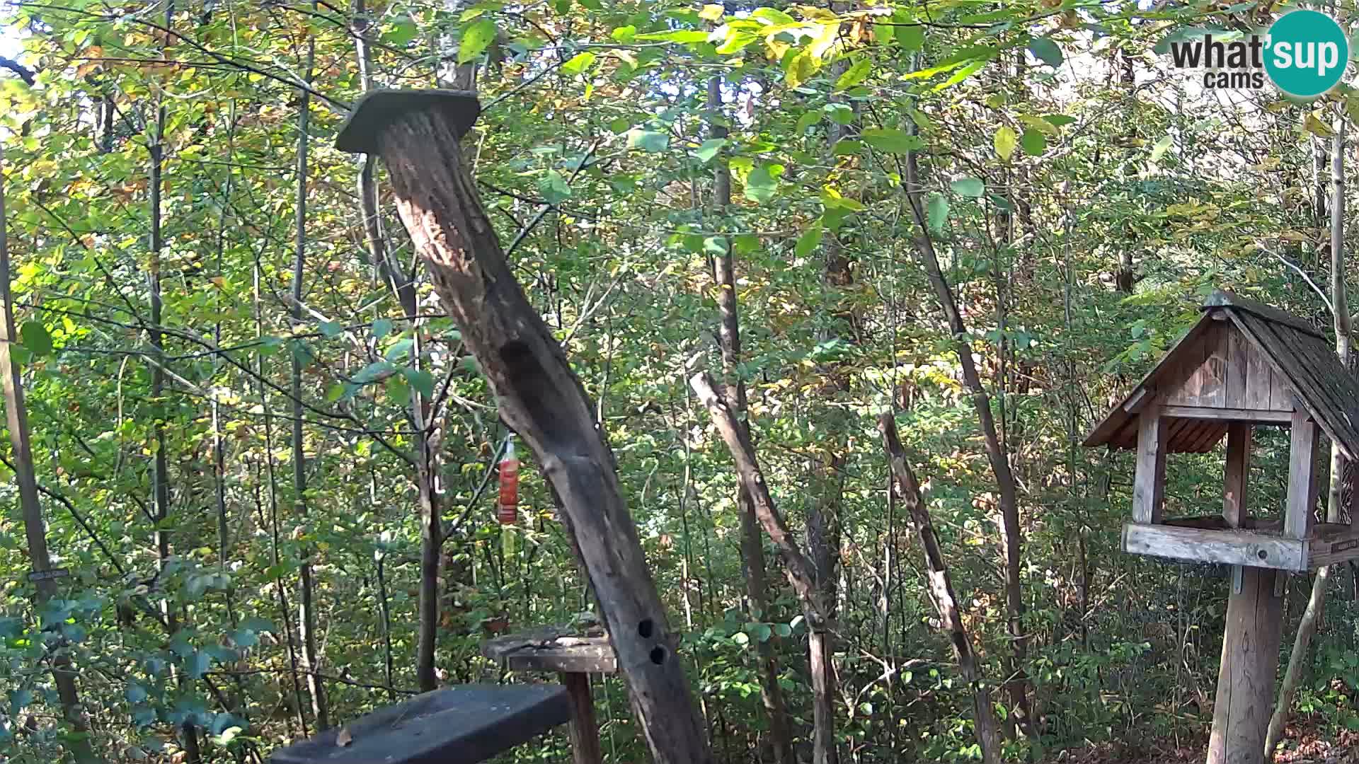 Krmilnice za ptiče v ZOO Ljubljana spletna kamera