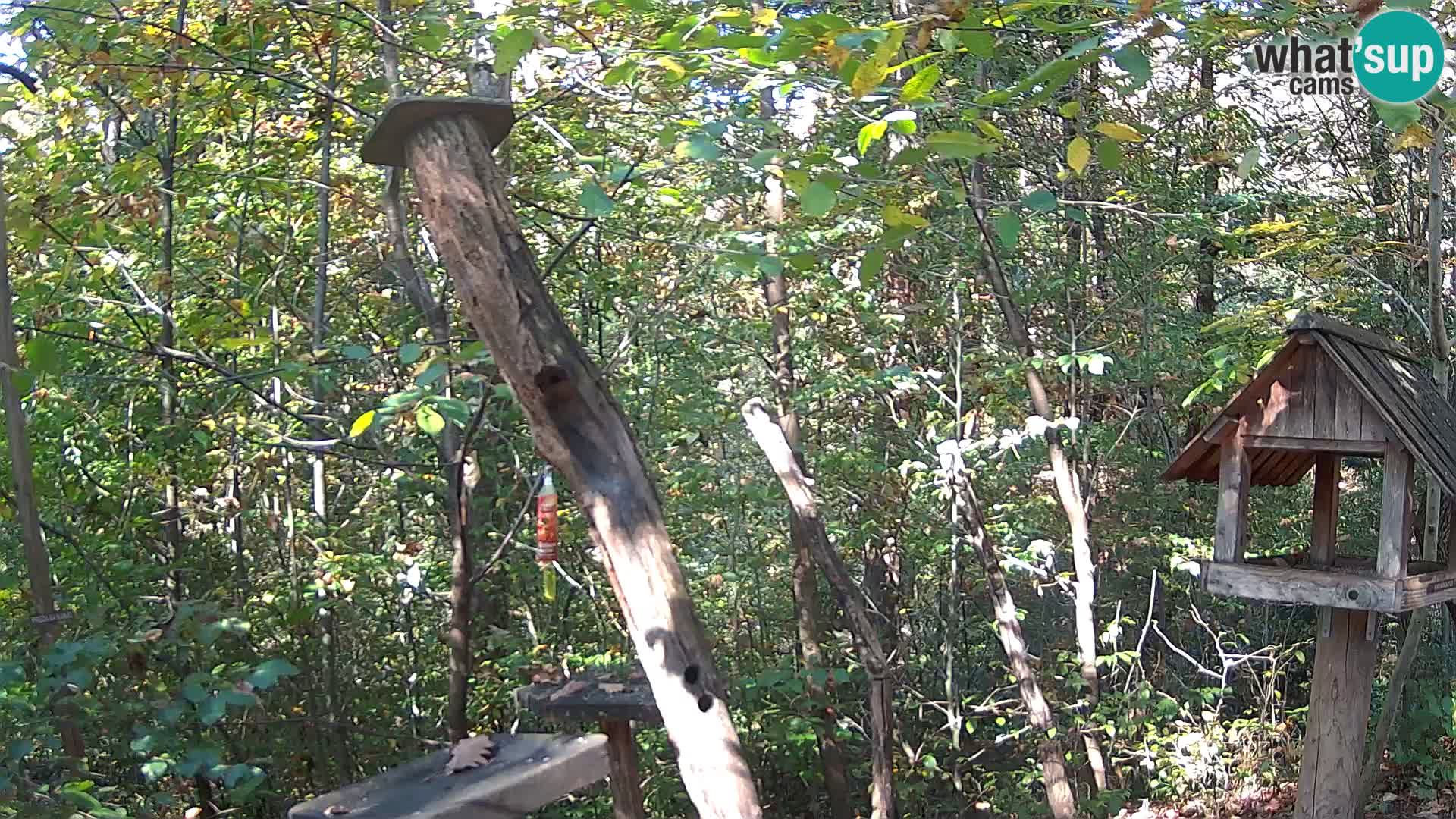 Mangeoires pour oiseaux au ZOO live webcam Ljubljana