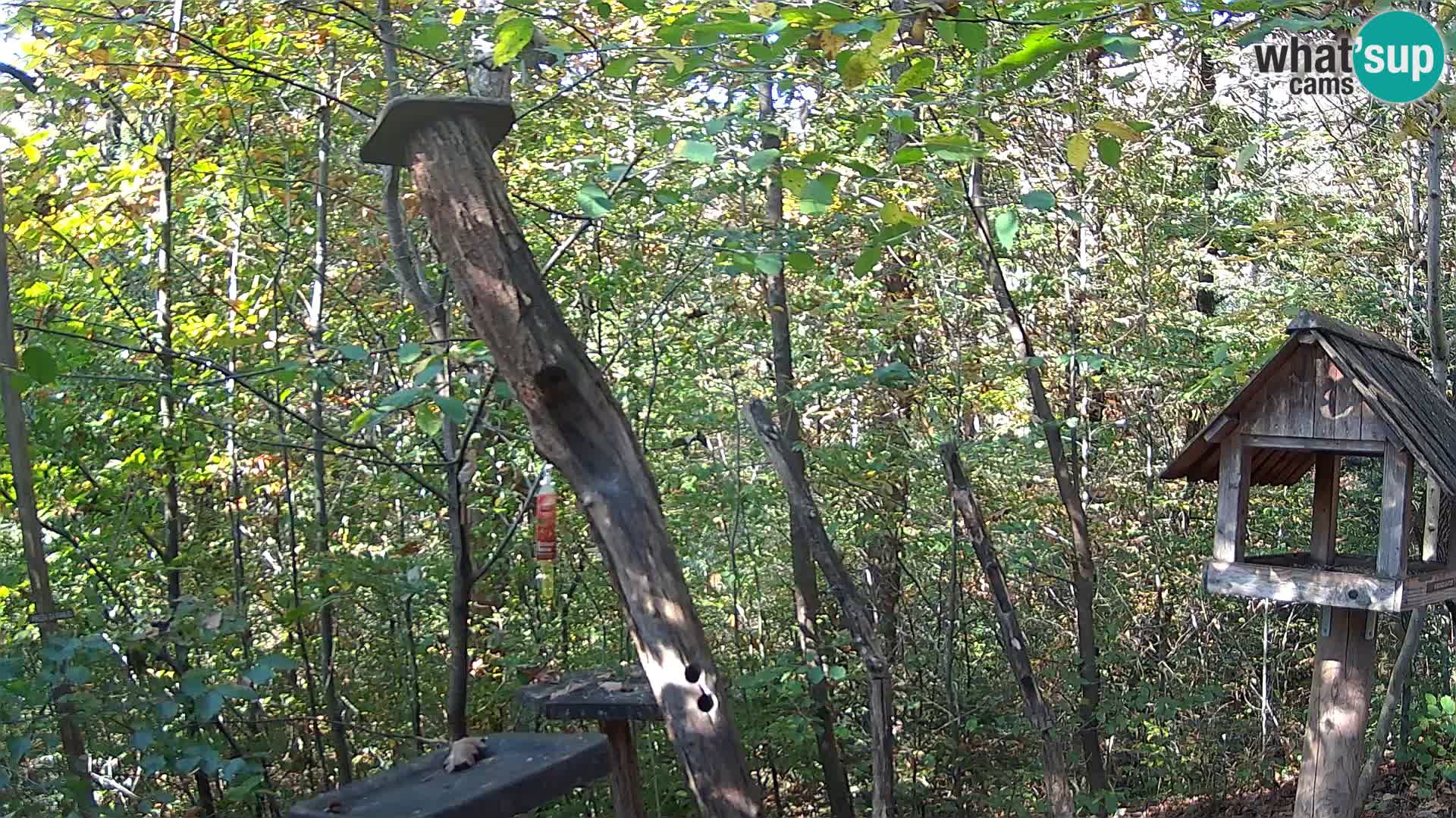 Mangiatoie per uccelli allo ZOO di Lubiana livecam