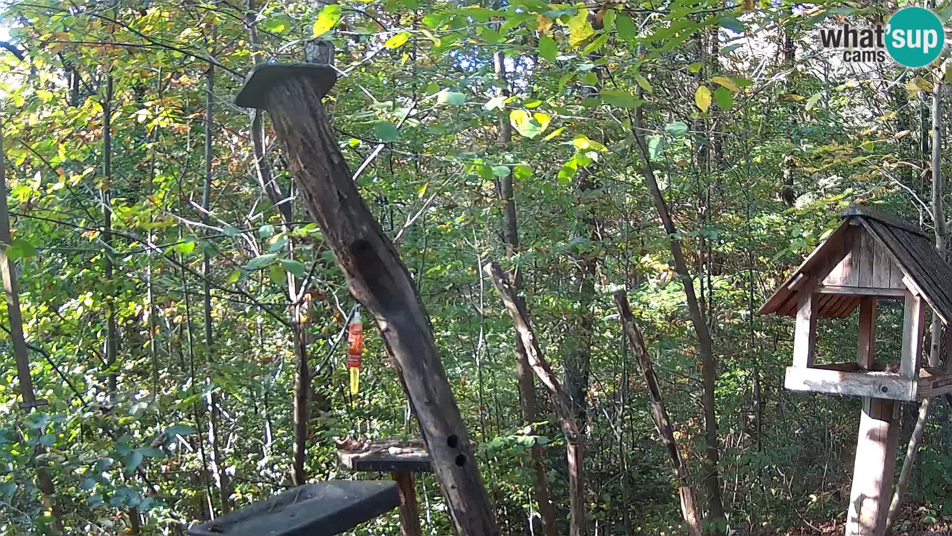 Krmilnice za ptiče v ZOO Ljubljana spletna kamera