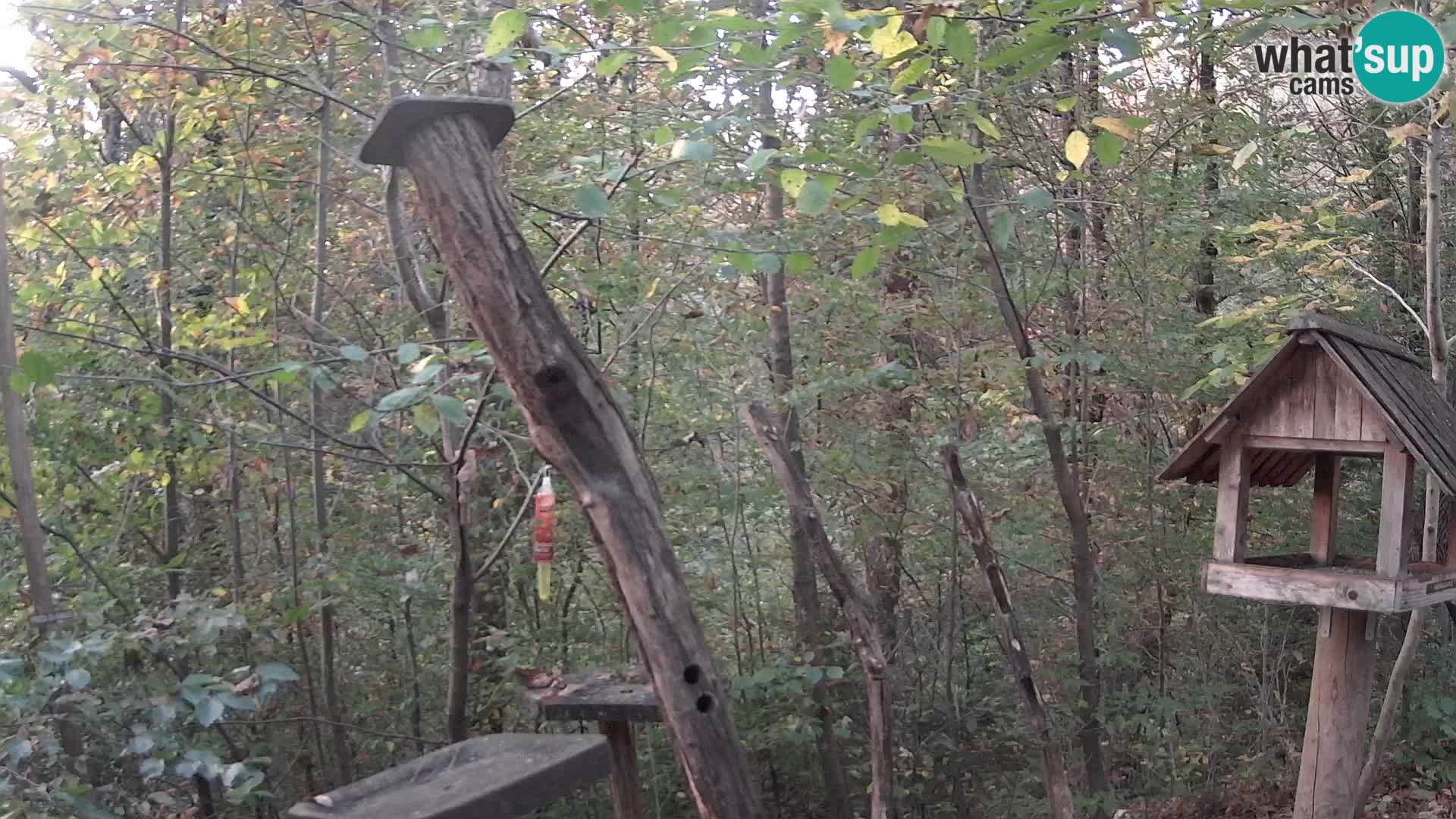Hranilice za ptice u ZOO web kamera Ljubljana