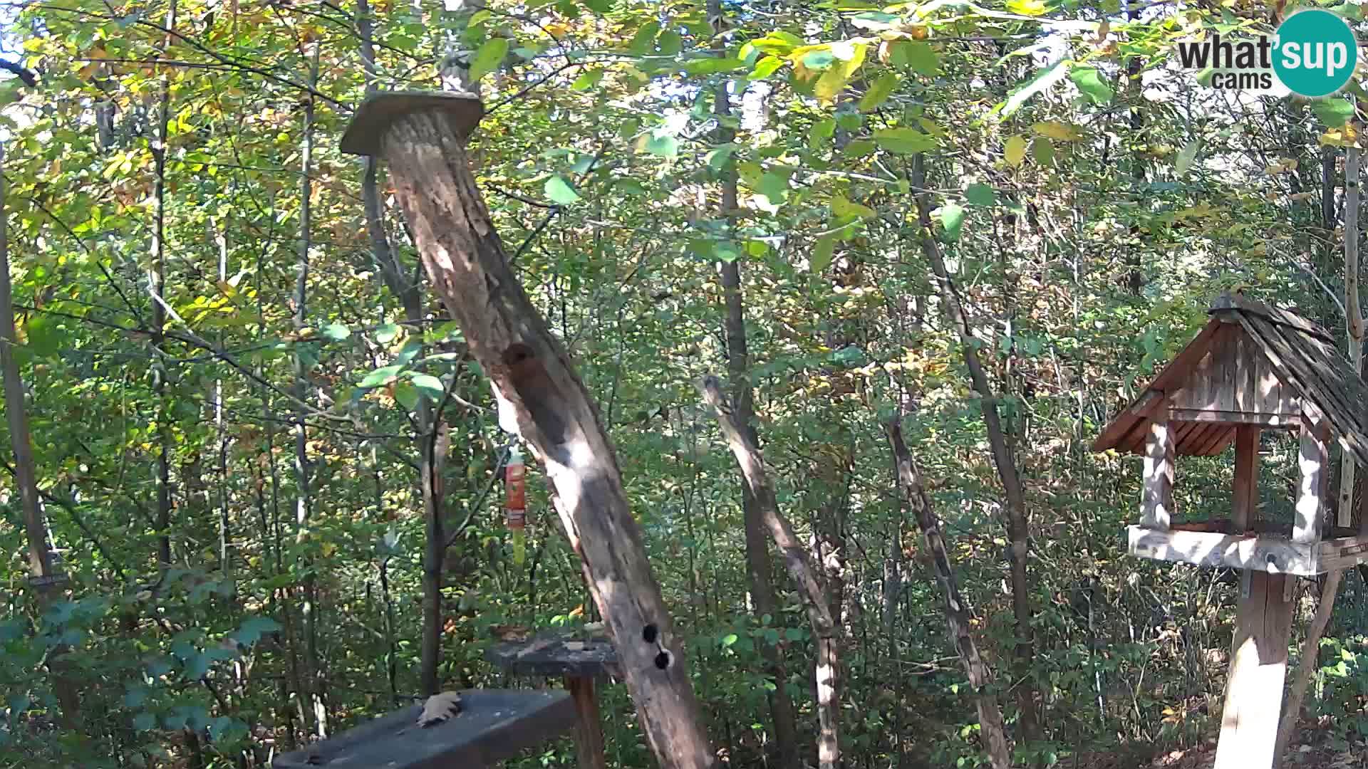 Bird feeders at ZOO Ljubljana webcam