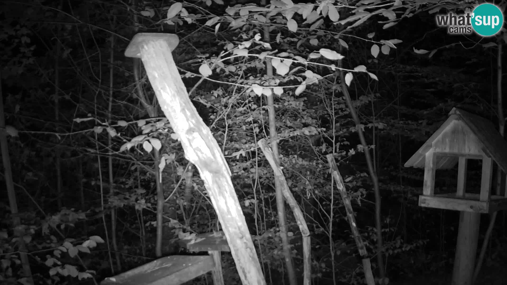 Bird feeders at ZOO Ljubljana webcam
