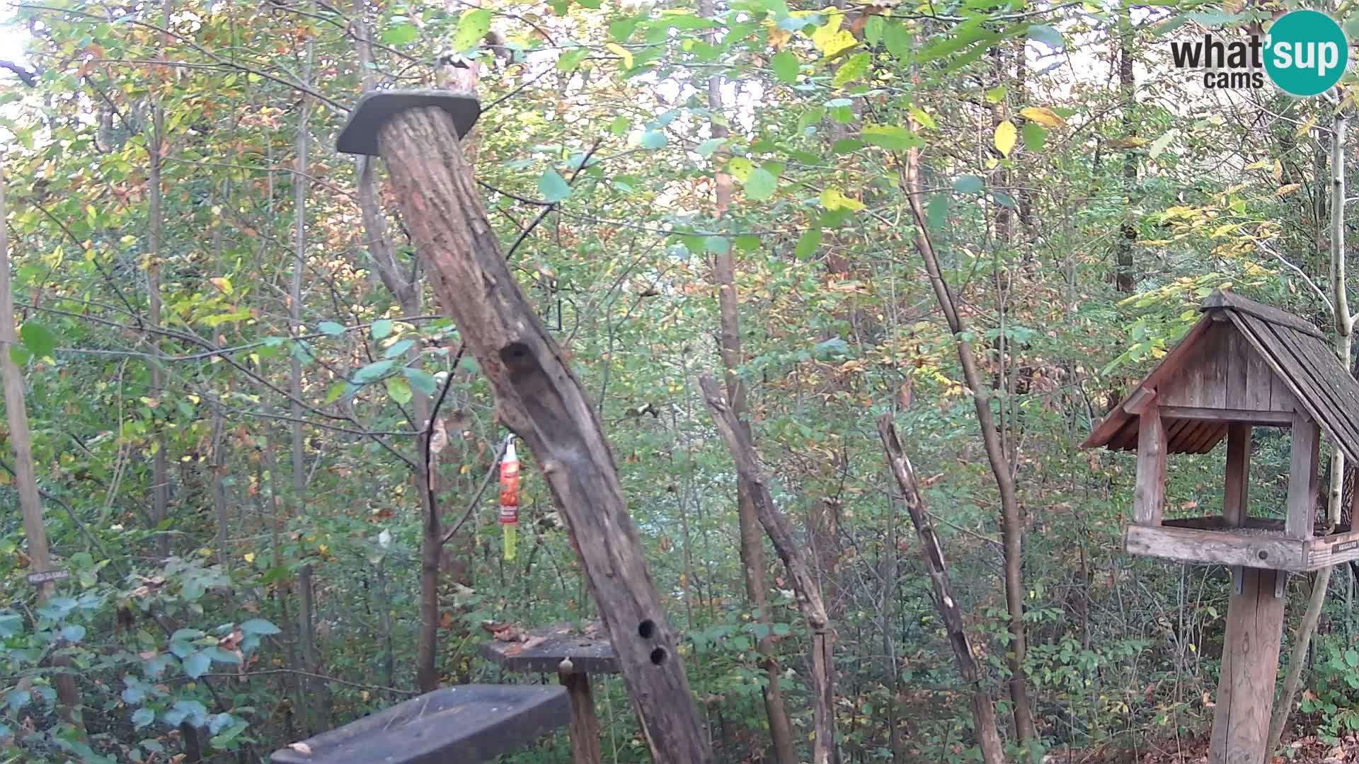 Hranilice za ptice u ZOO web kamera Ljubljana