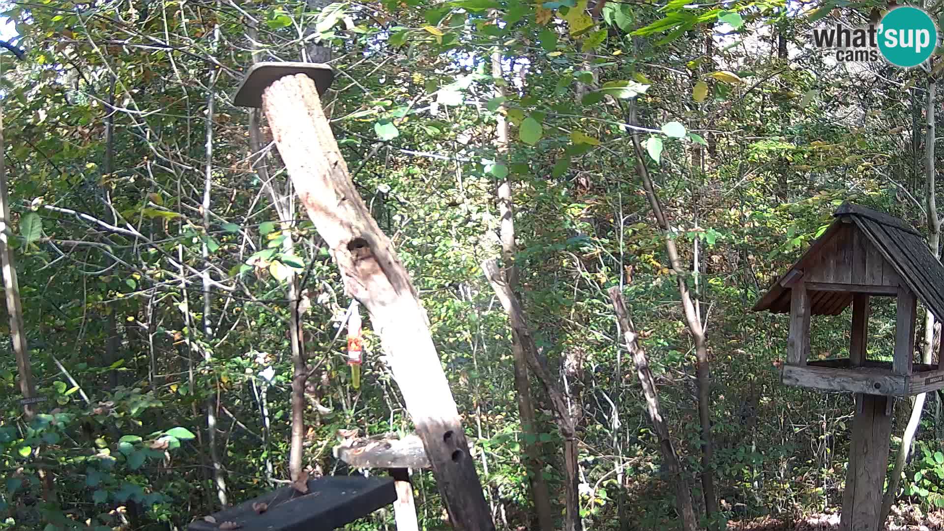 Comederos para pájaros en ZOO Ljubljana camera en vivo
