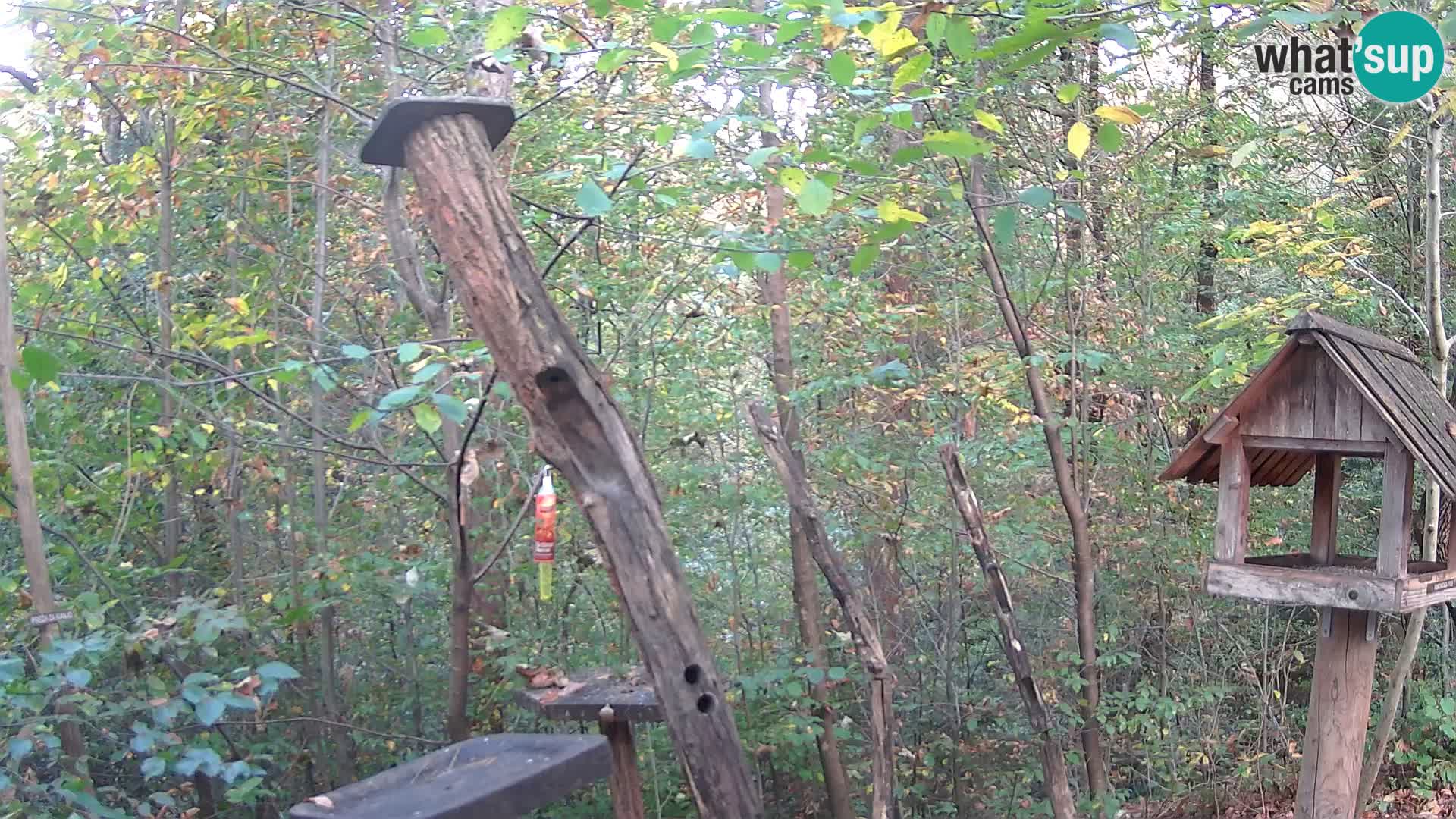 Bird feeders at ZOO Ljubljana webcam