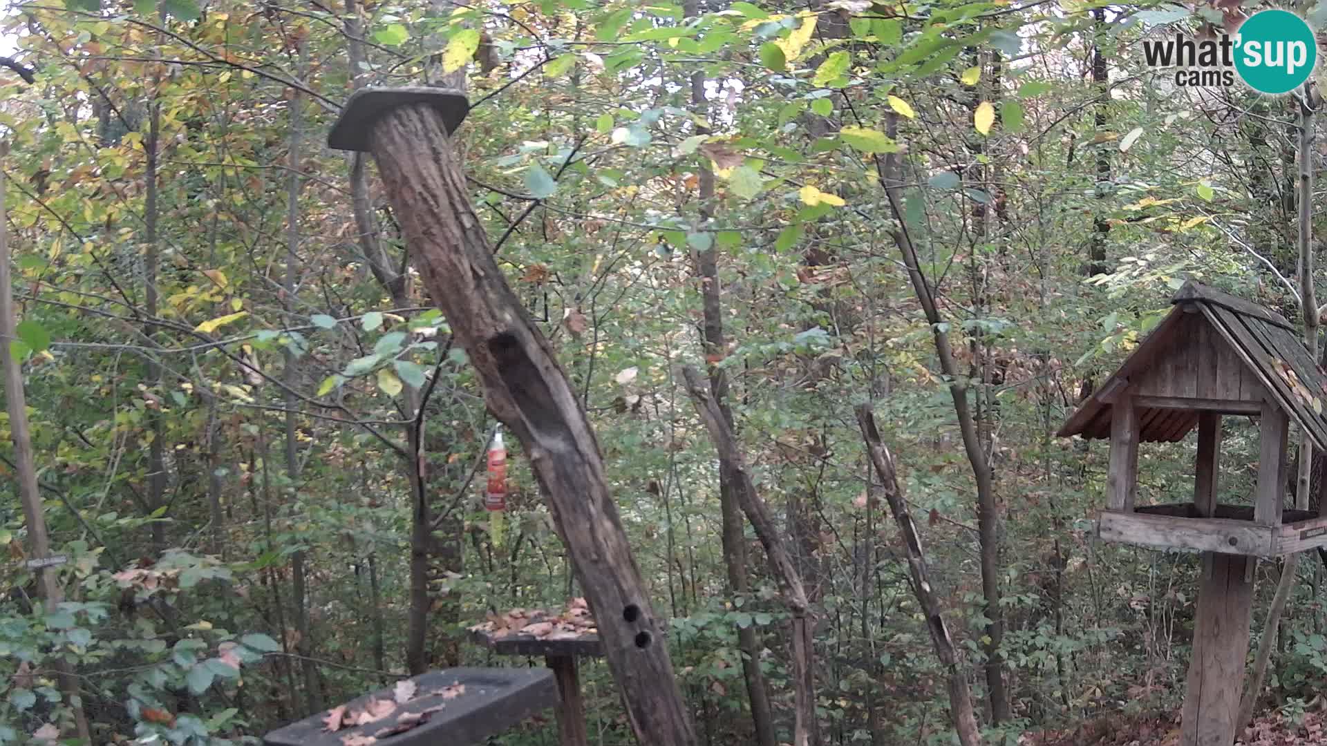 Mangiatoie per uccelli allo ZOO di Lubiana livecam