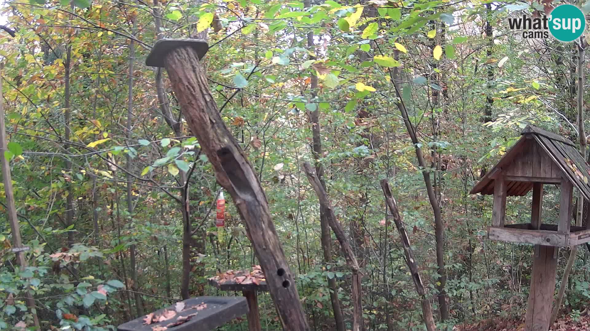Vogelfutterhäuschen im ZOO webcam Ljubljana