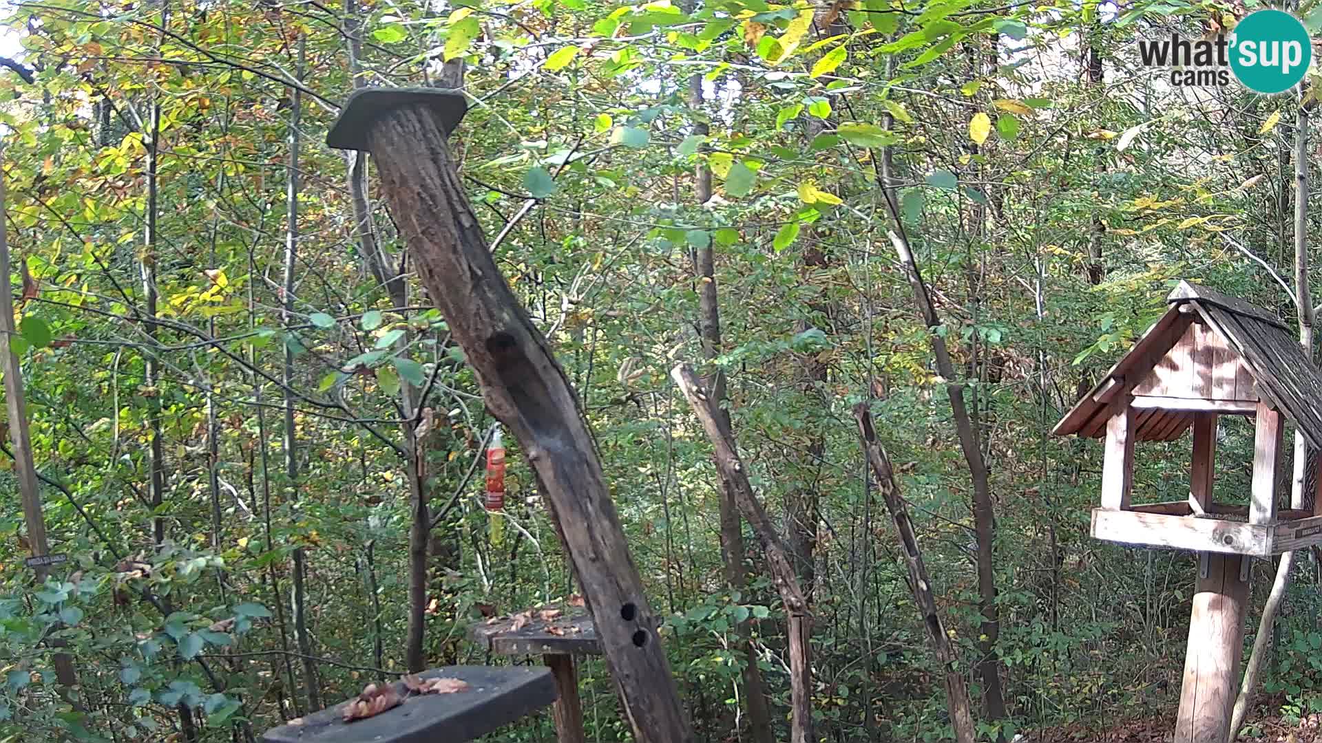 Mangeoires pour oiseaux au ZOO live webcam Ljubljana