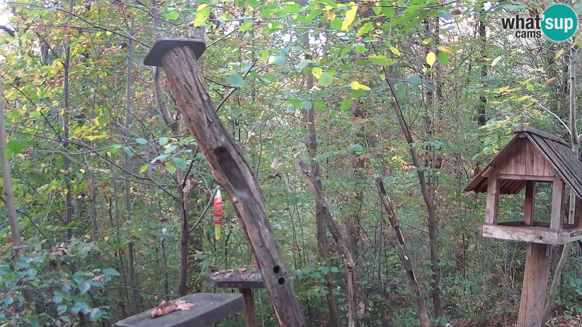 Mangeoires pour oiseaux au ZOO live webcam Ljubljana
