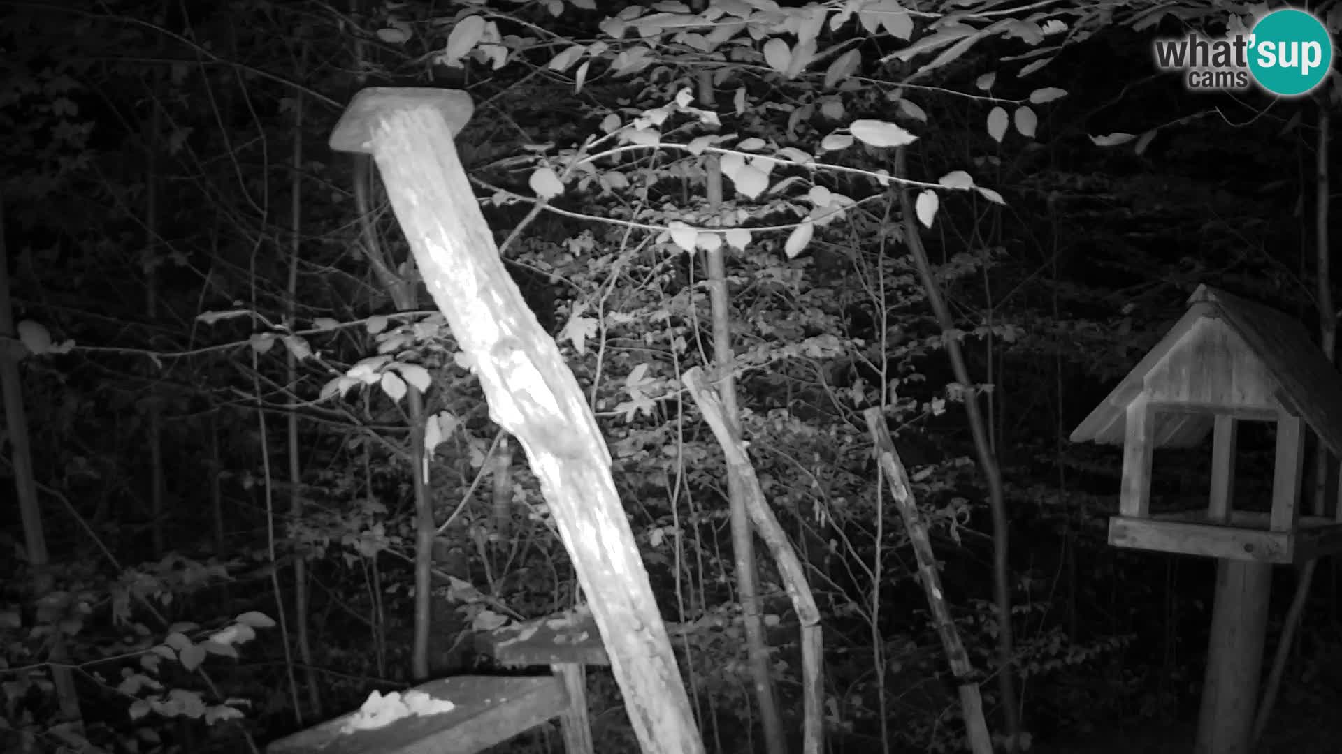 Mangeoires pour oiseaux au ZOO live webcam Ljubljana