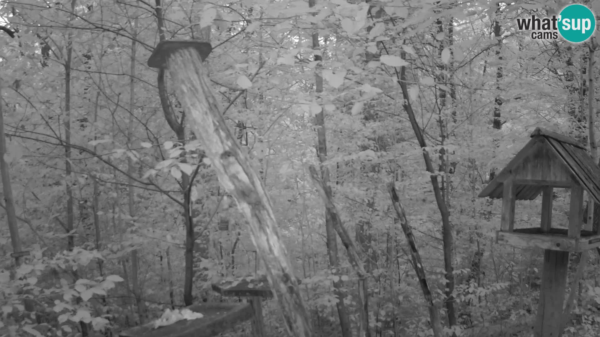 Mangeoires pour oiseaux au ZOO live webcam Ljubljana