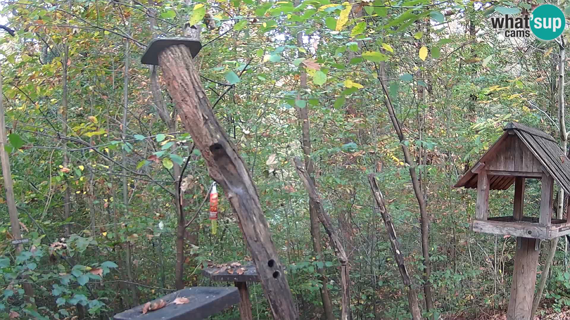 Mangeoires pour oiseaux au ZOO live webcam Ljubljana