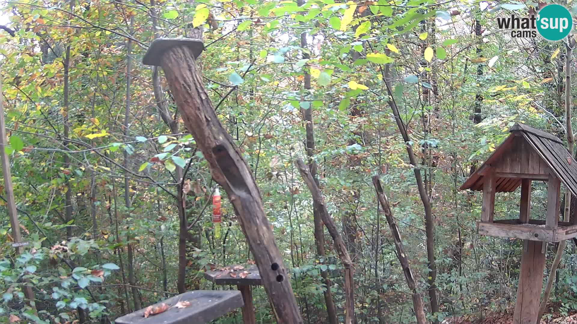 Krmilnice za ptiče v ZOO Ljubljana spletna kamera