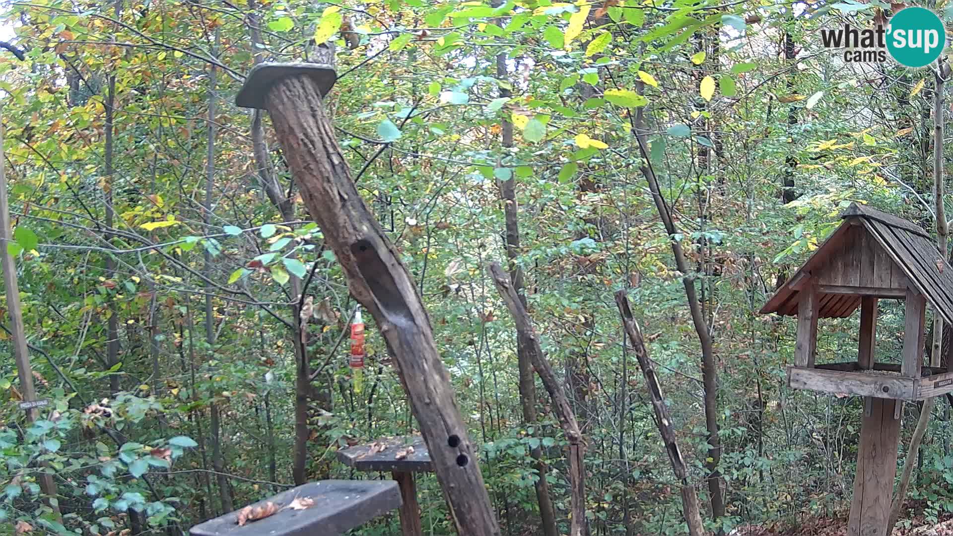Vogelfutterhäuschen im ZOO webcam Ljubljana