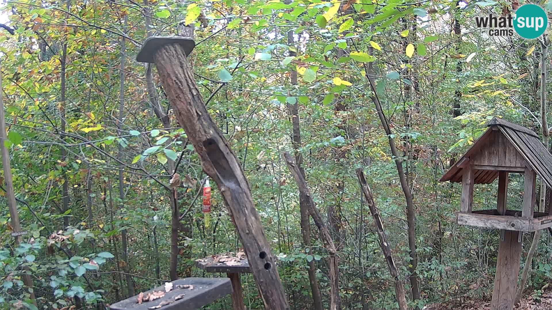 Vogelfutterhäuschen im ZOO webcam Ljubljana