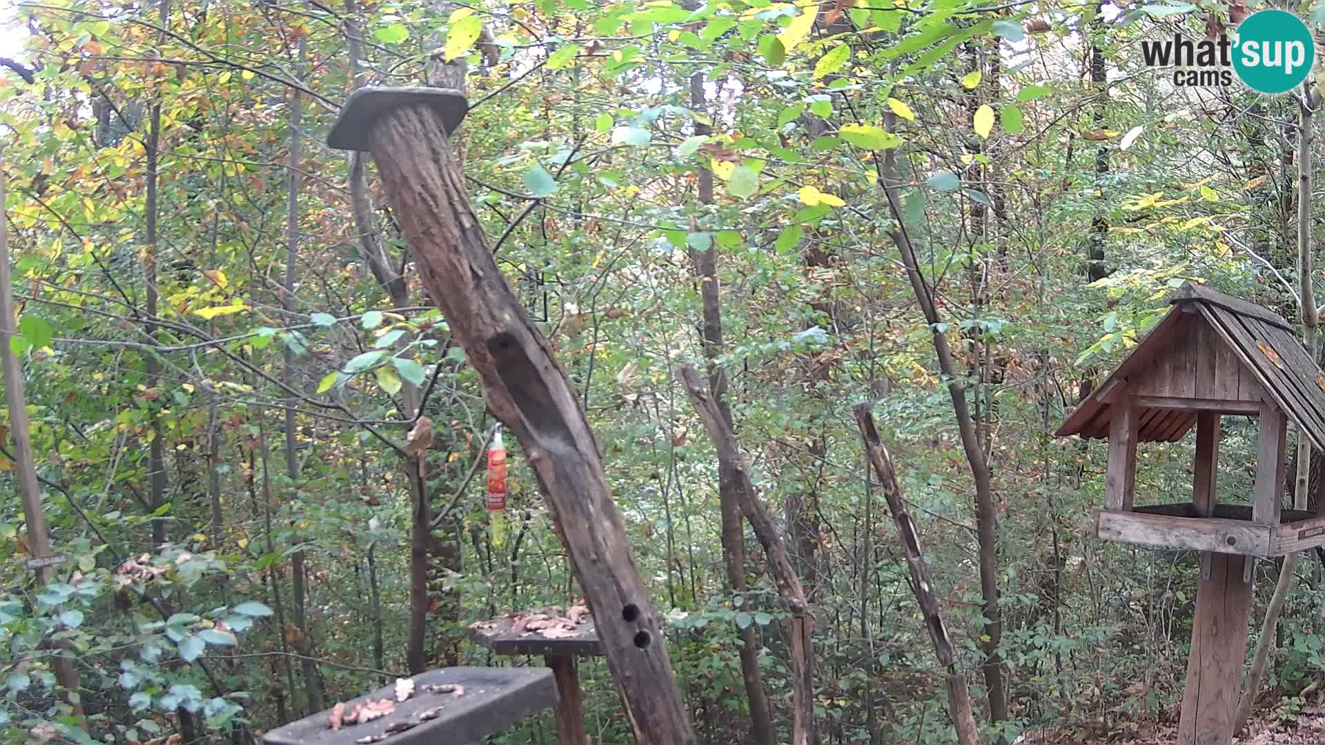 Bird feeders at ZOO Ljubljana webcam