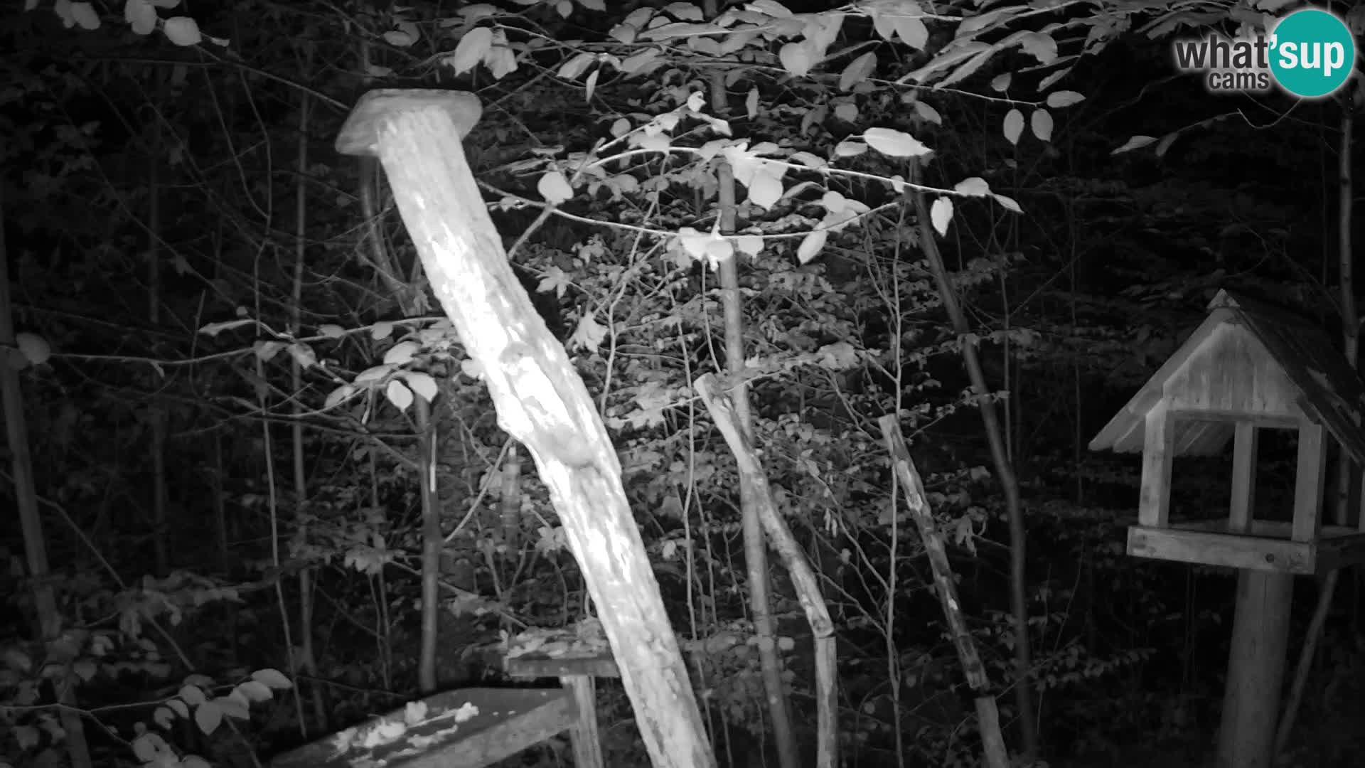 Bird feeders at ZOO Ljubljana webcam