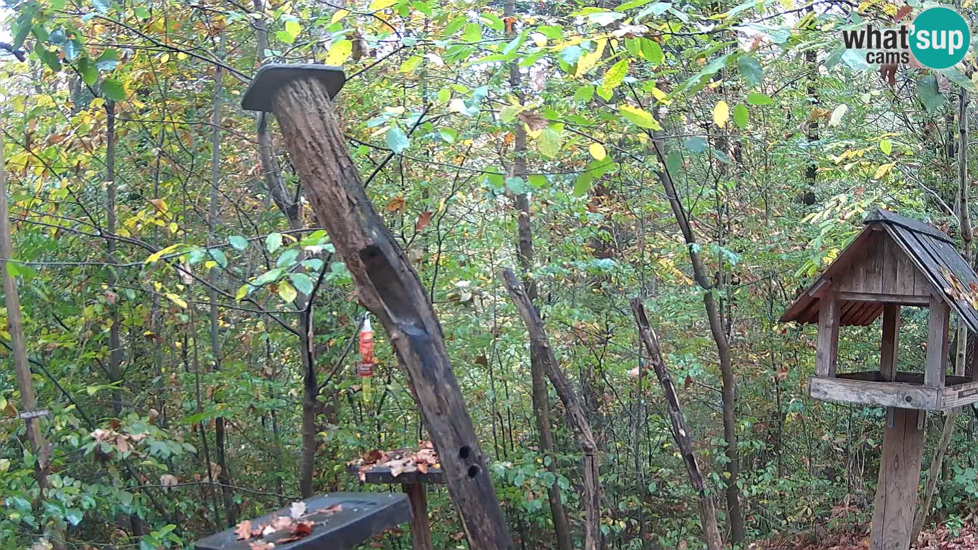 Bird feeders at ZOO Ljubljana webcam